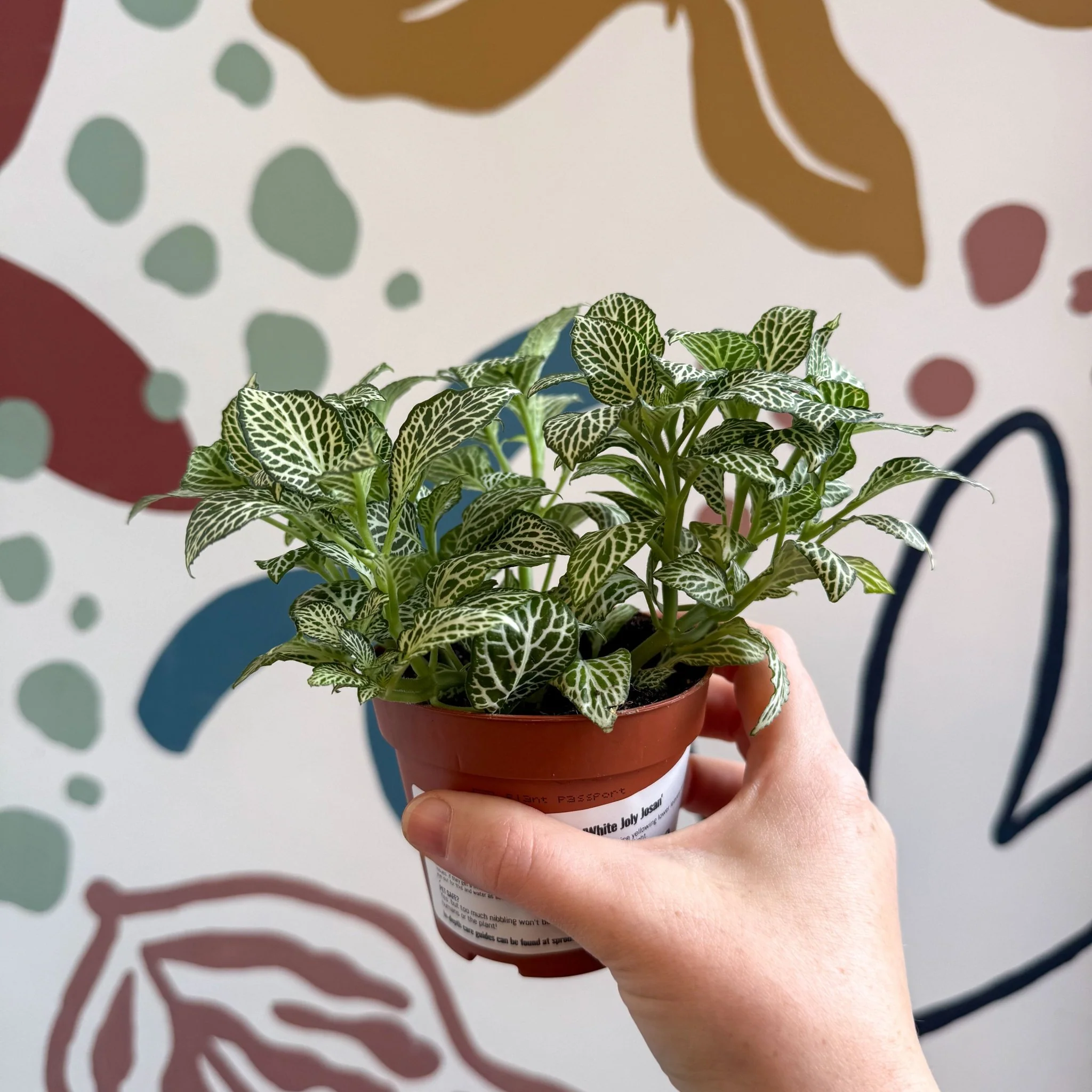 Fittonia verschaffeltii 'White Joly Josan' - Image 11