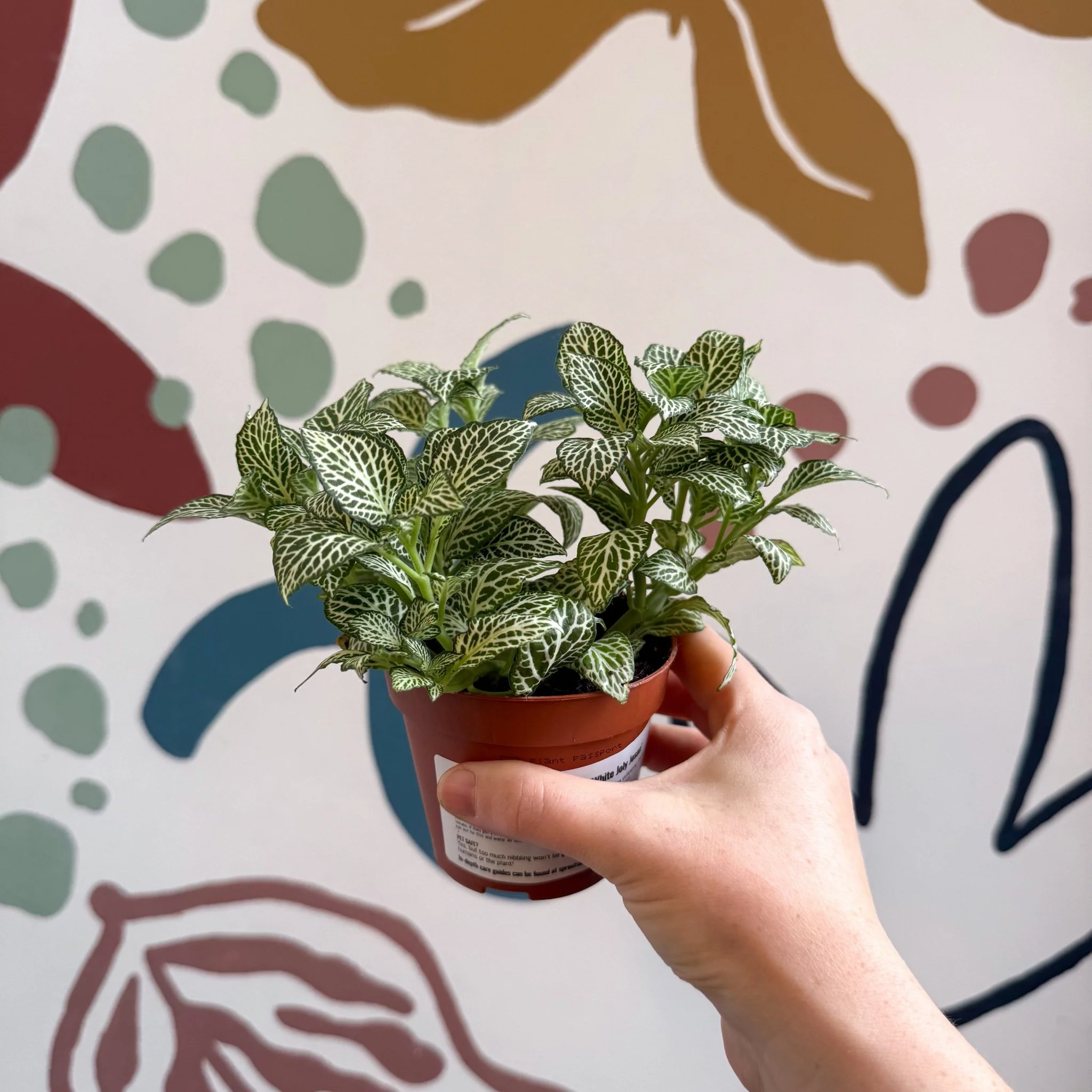 Fittonia verschaffeltii 'White Joly Josan' - Image 12