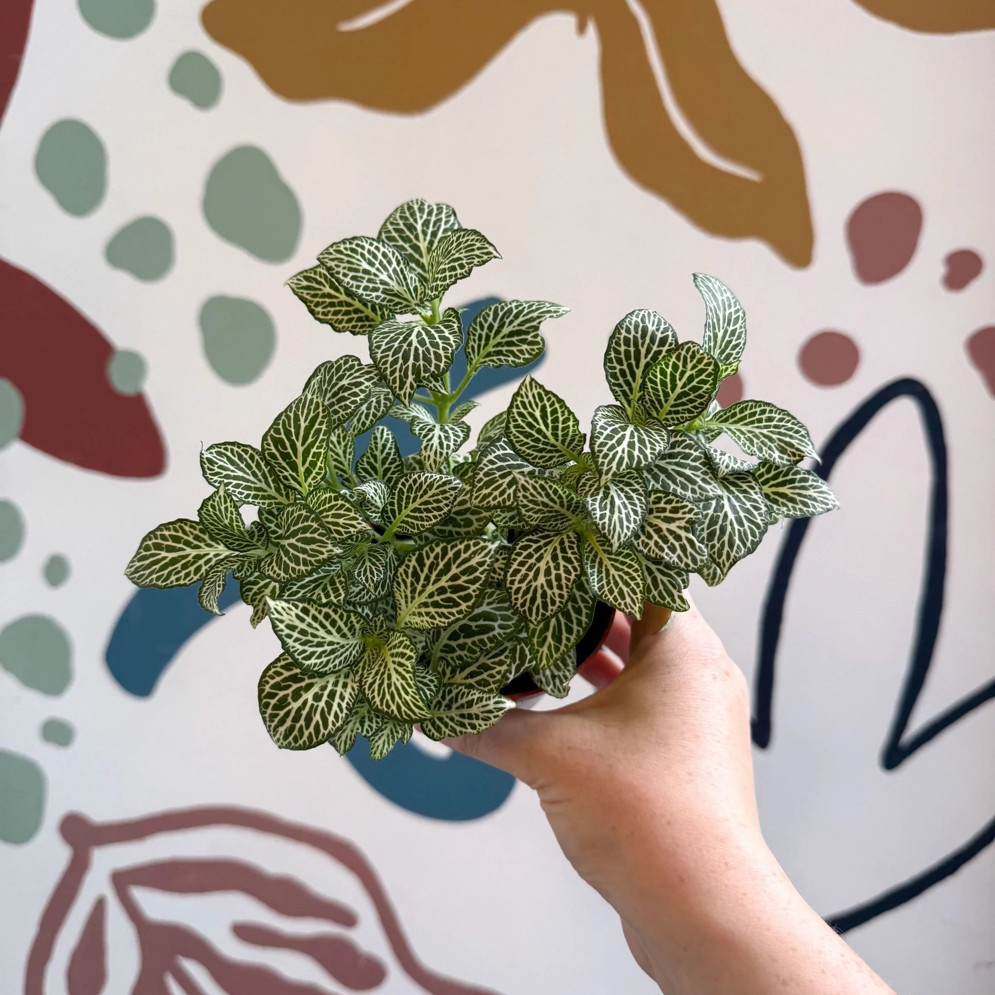 Fittonia verschaffeltii 'White Joly Josan' - Image 13