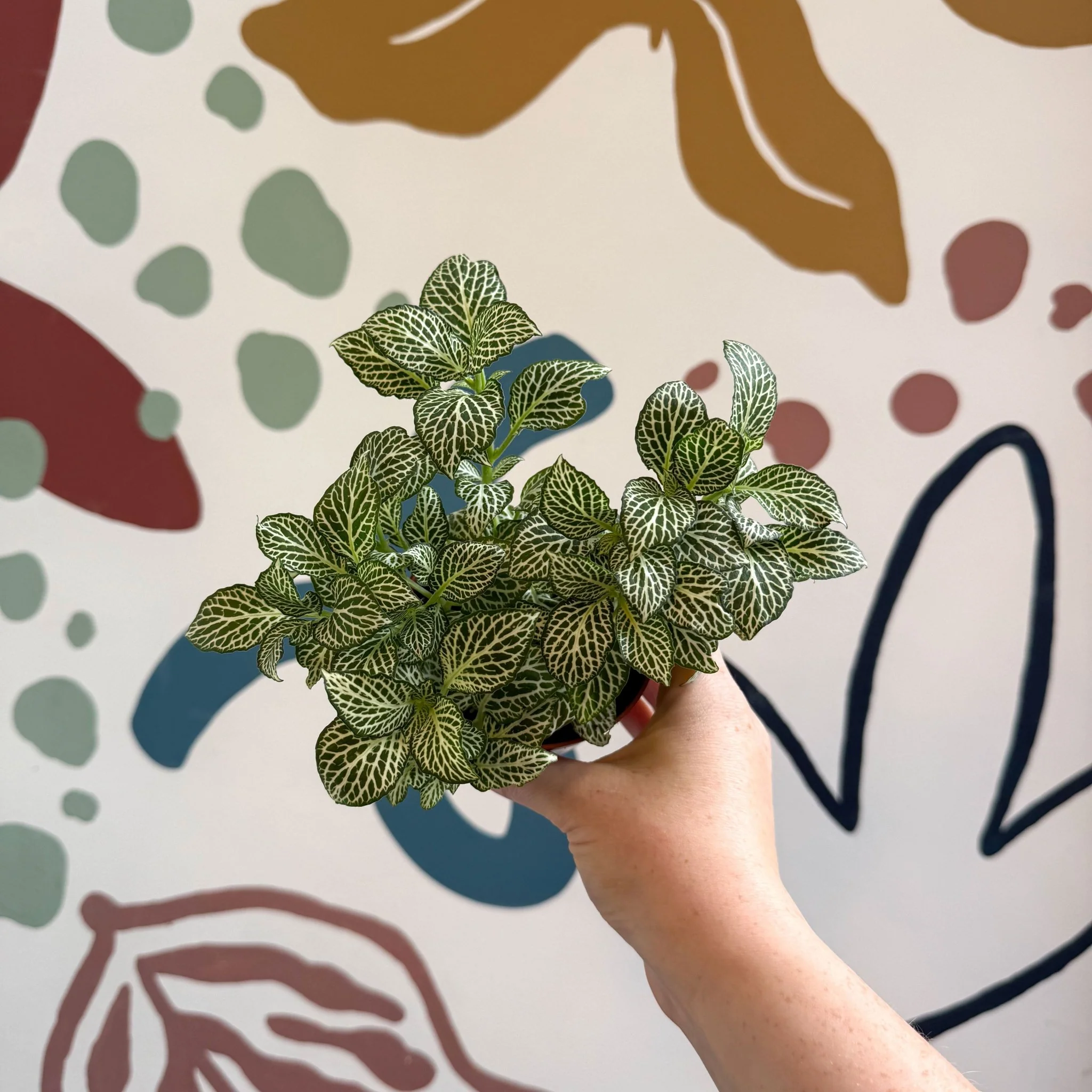 Fittonia verschaffeltii 'White Joly Josan' - Image 14