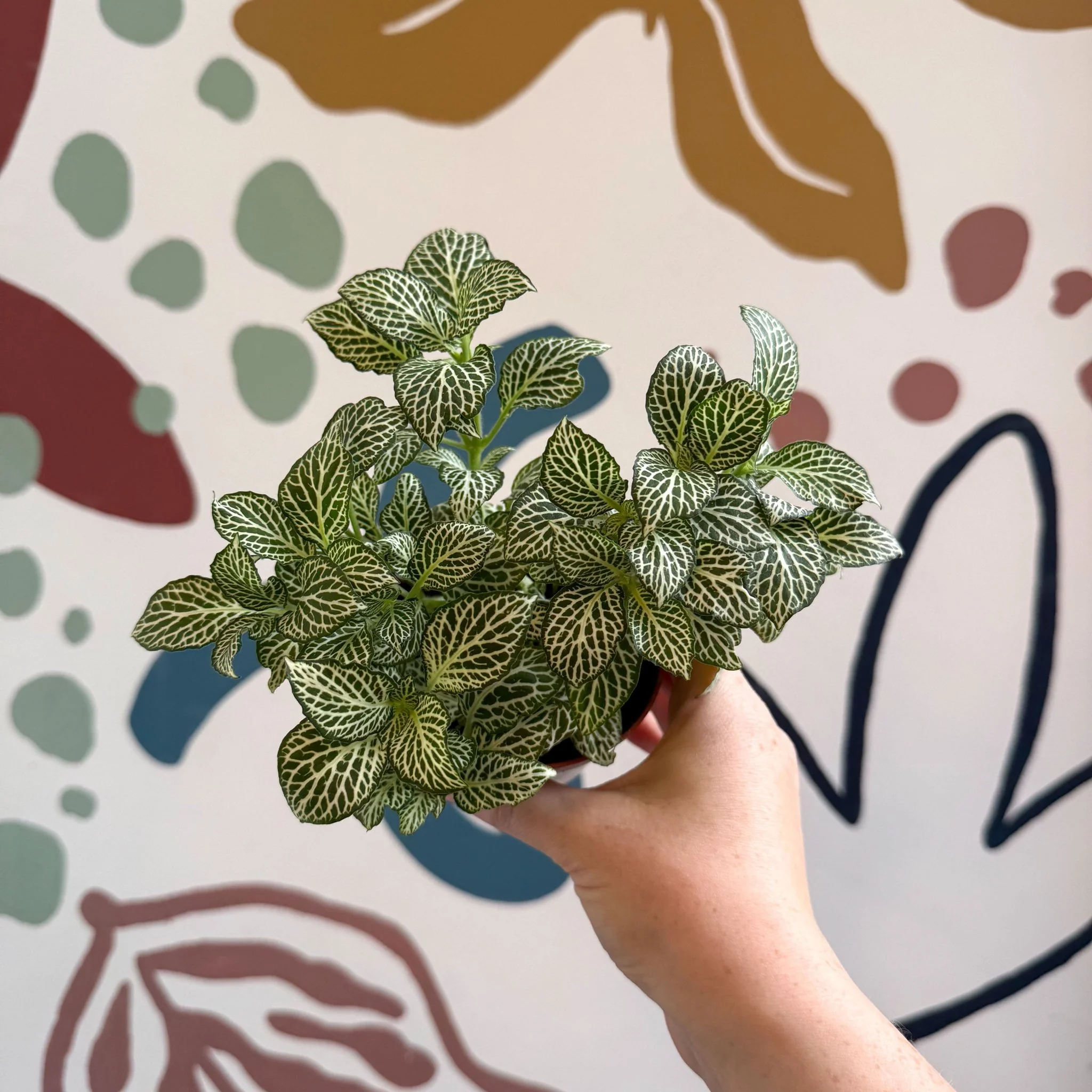 Fittonia verschaffeltii 'White Joly Josan' - Image 15