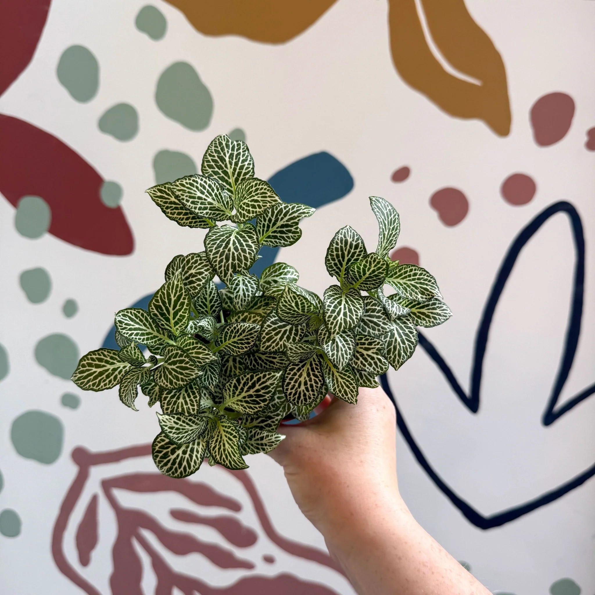 Fittonia verschaffeltii 'White Joly Josan' - Image 2