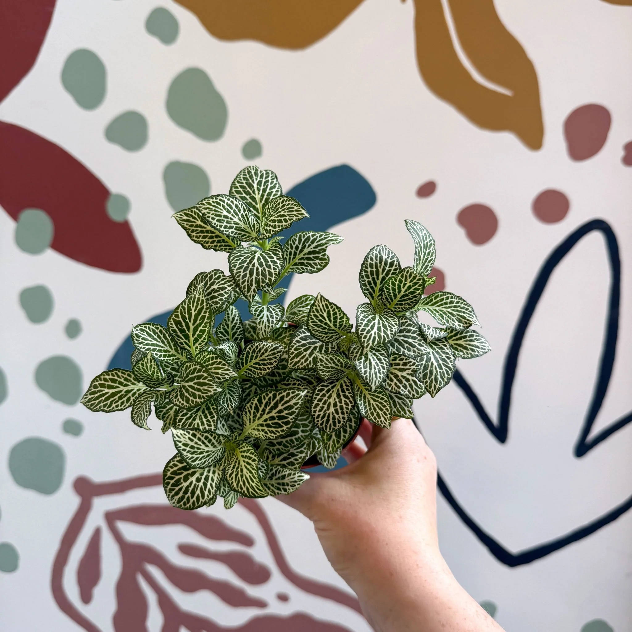 Fittonia verschaffeltii 'White Joly Josan' - Image 3