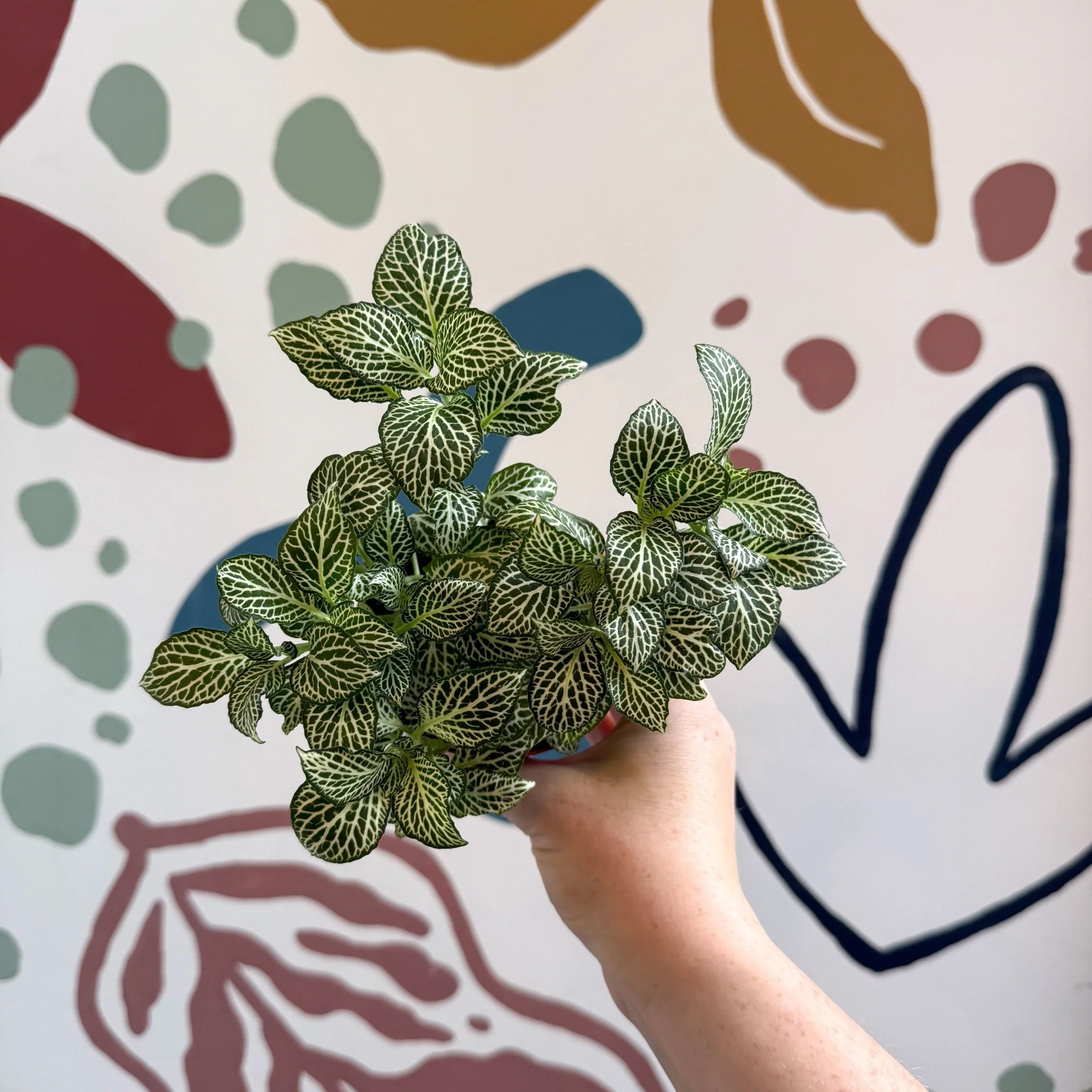 Fittonia verschaffeltii 'White Joly Josan' - Image 4