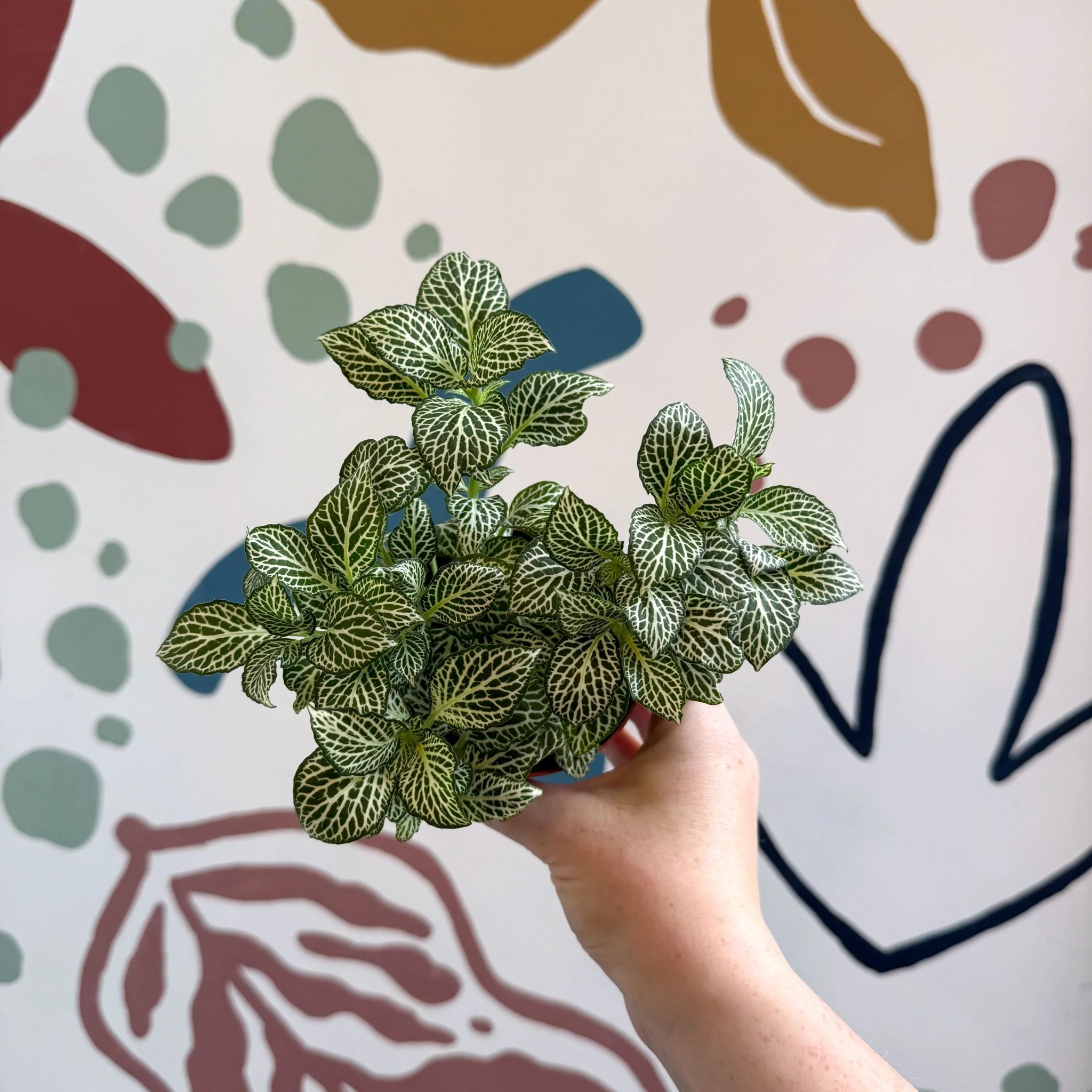 Fittonia verschaffeltii 'White Joly Josan' - Image 5