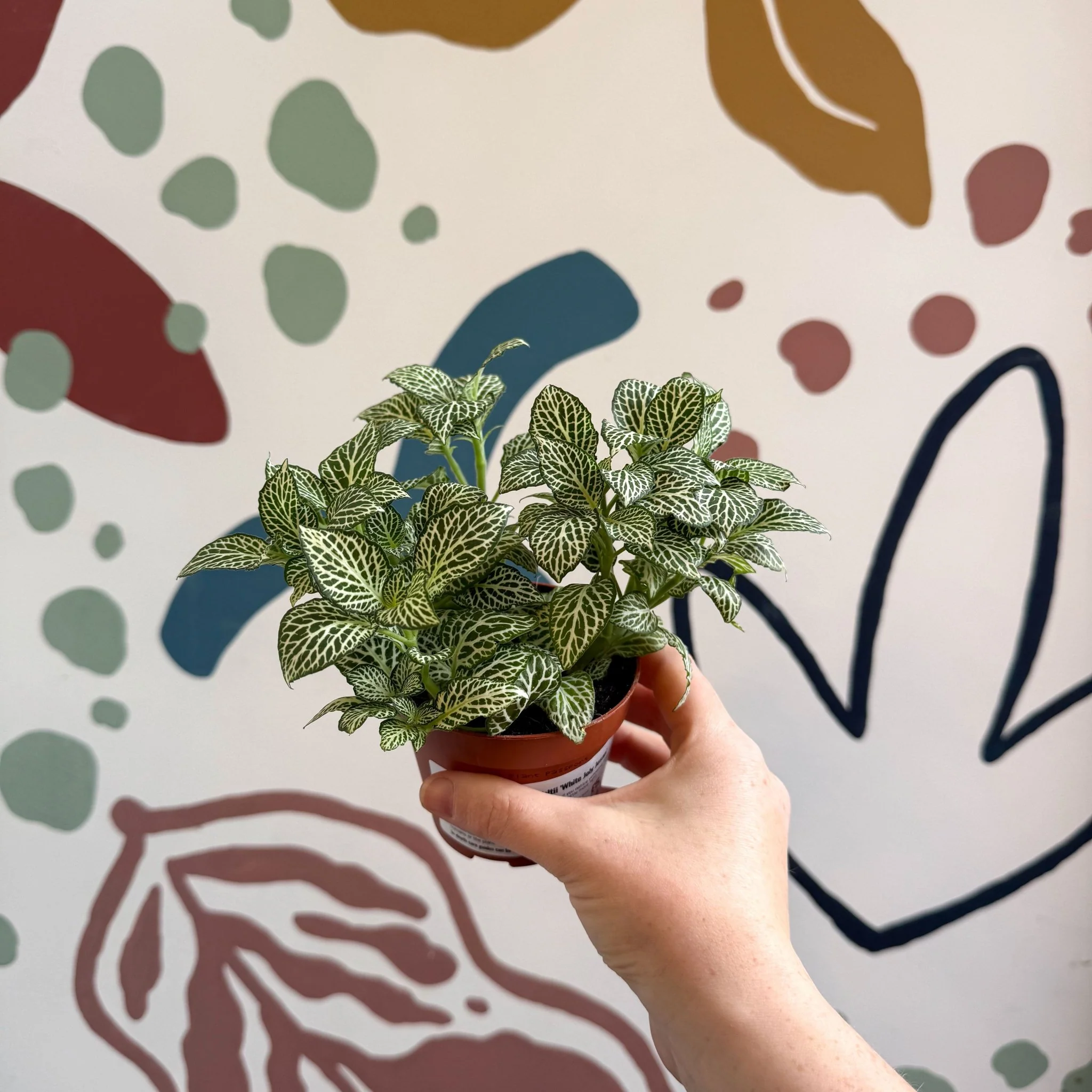 Fittonia verschaffeltii 'White Joly Josan' - Image 6