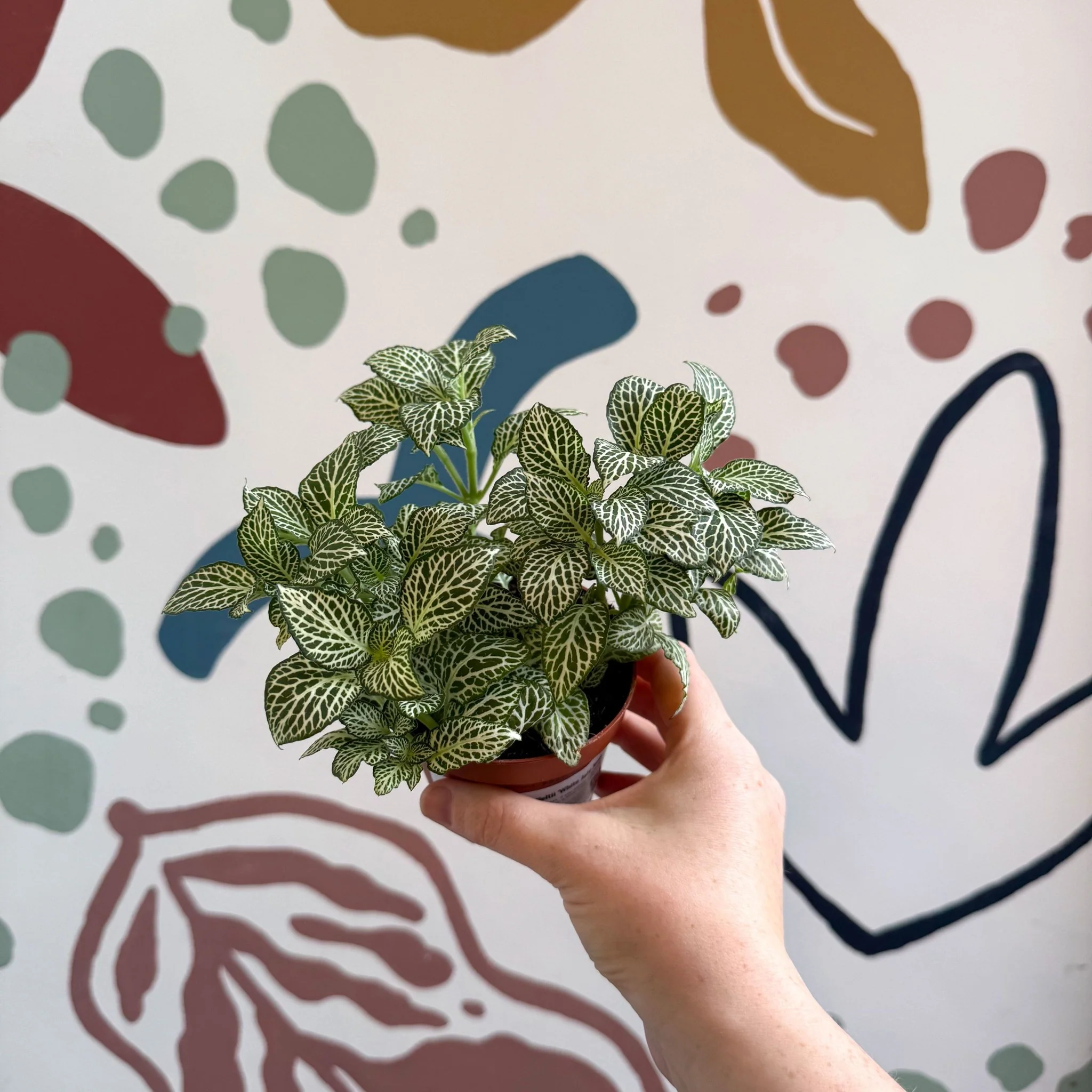 Fittonia verschaffeltii 'White Joly Josan' - Image 7