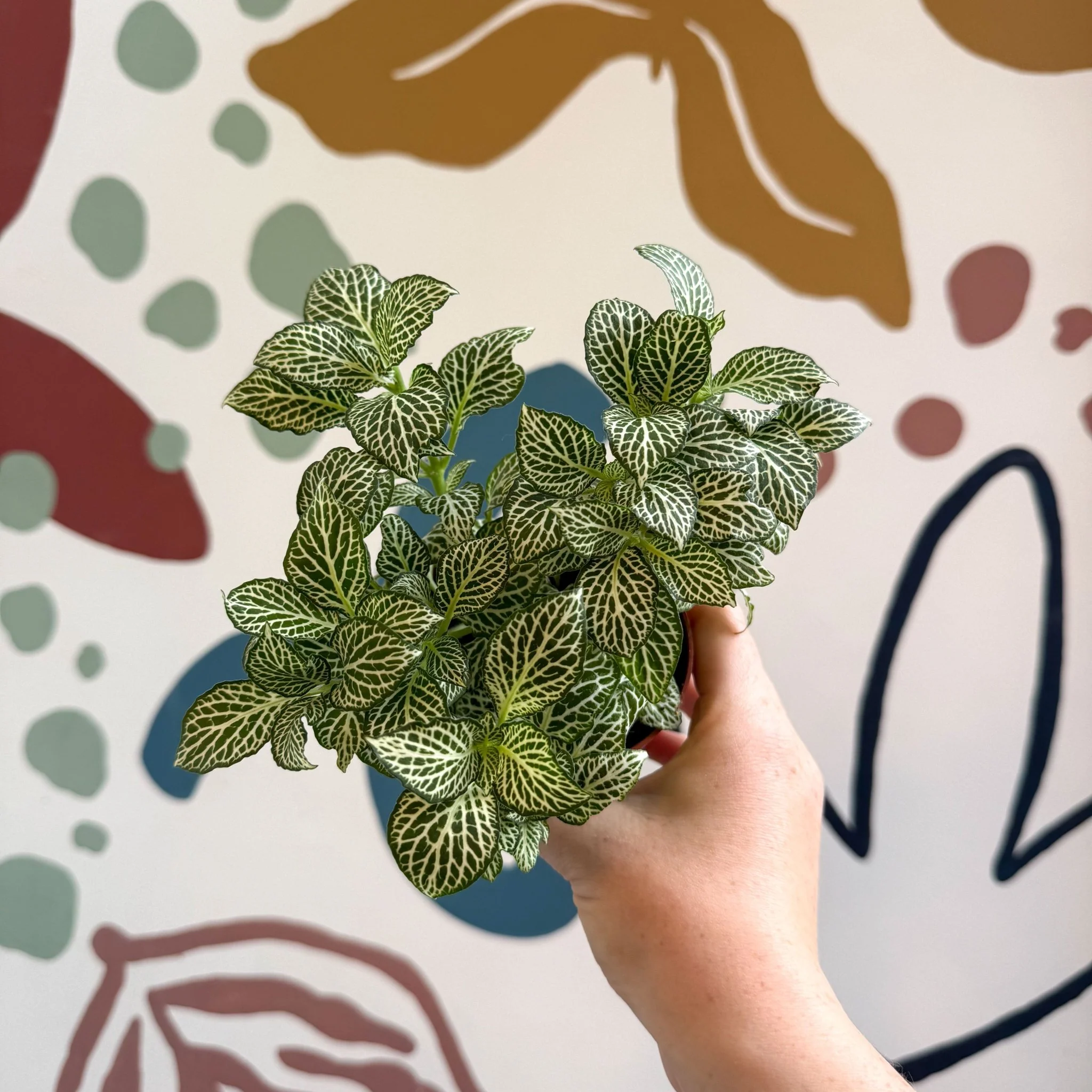 Fittonia verschaffeltii 'White Joly Josan' - Image 8