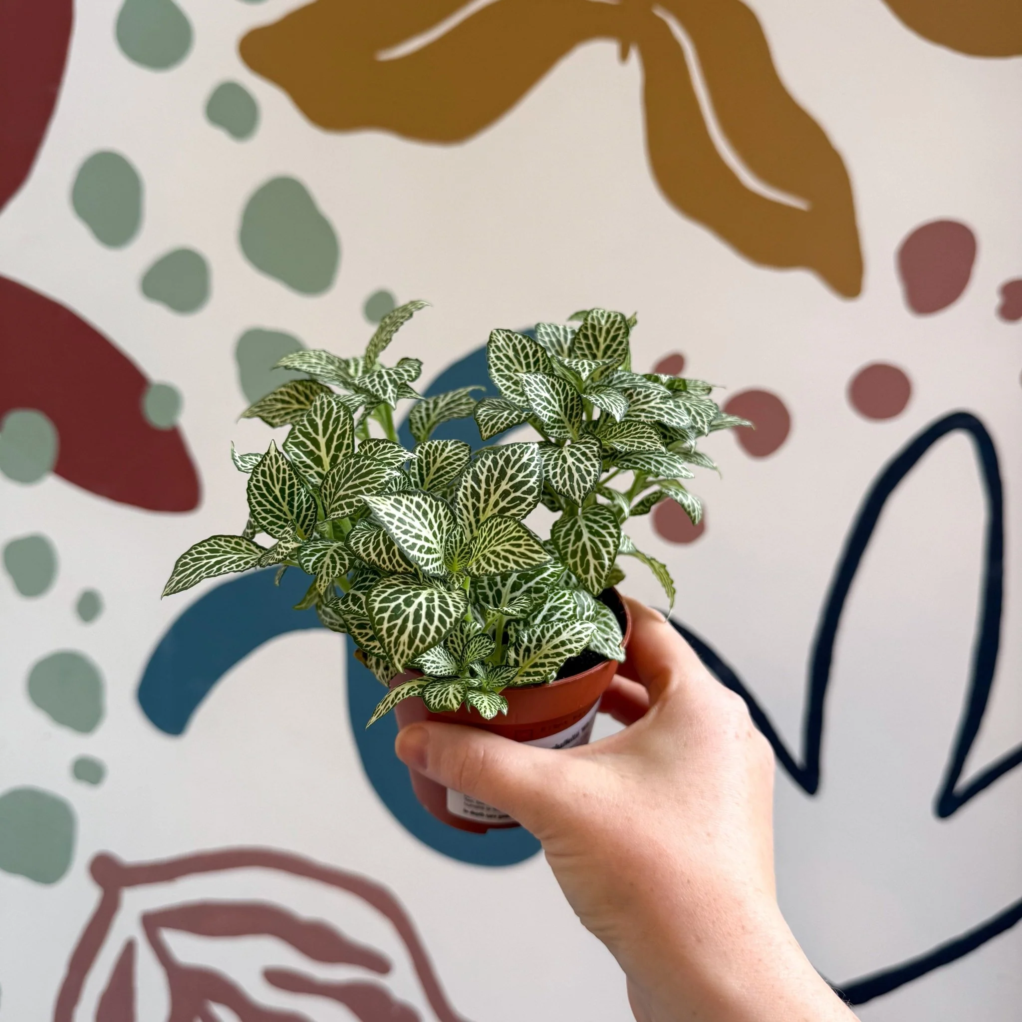 Fittonia verschaffeltii 'White Joly Josan' - Image 9