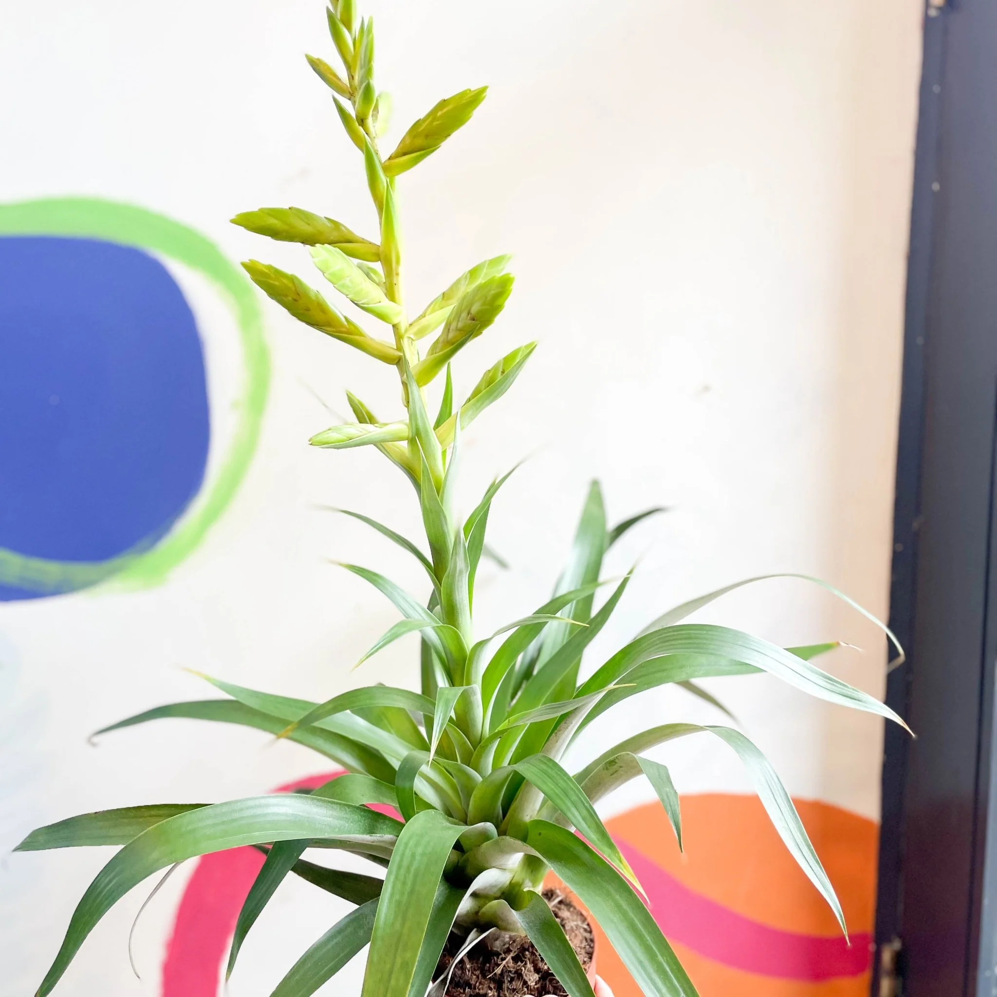 Tillandsia oerstediana - Flaming Sword Bromeliad