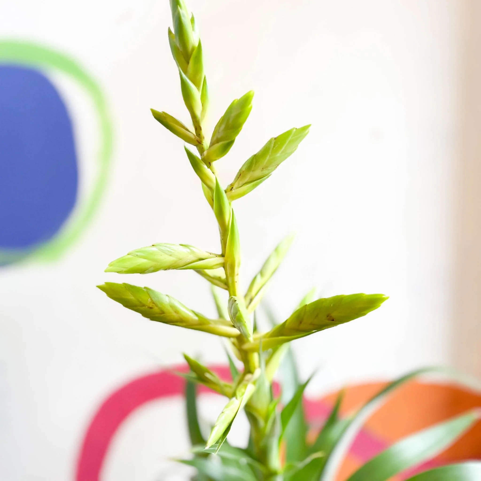 Tillandsia oerstediana - Flaming Sword Bromeliad - Image 2