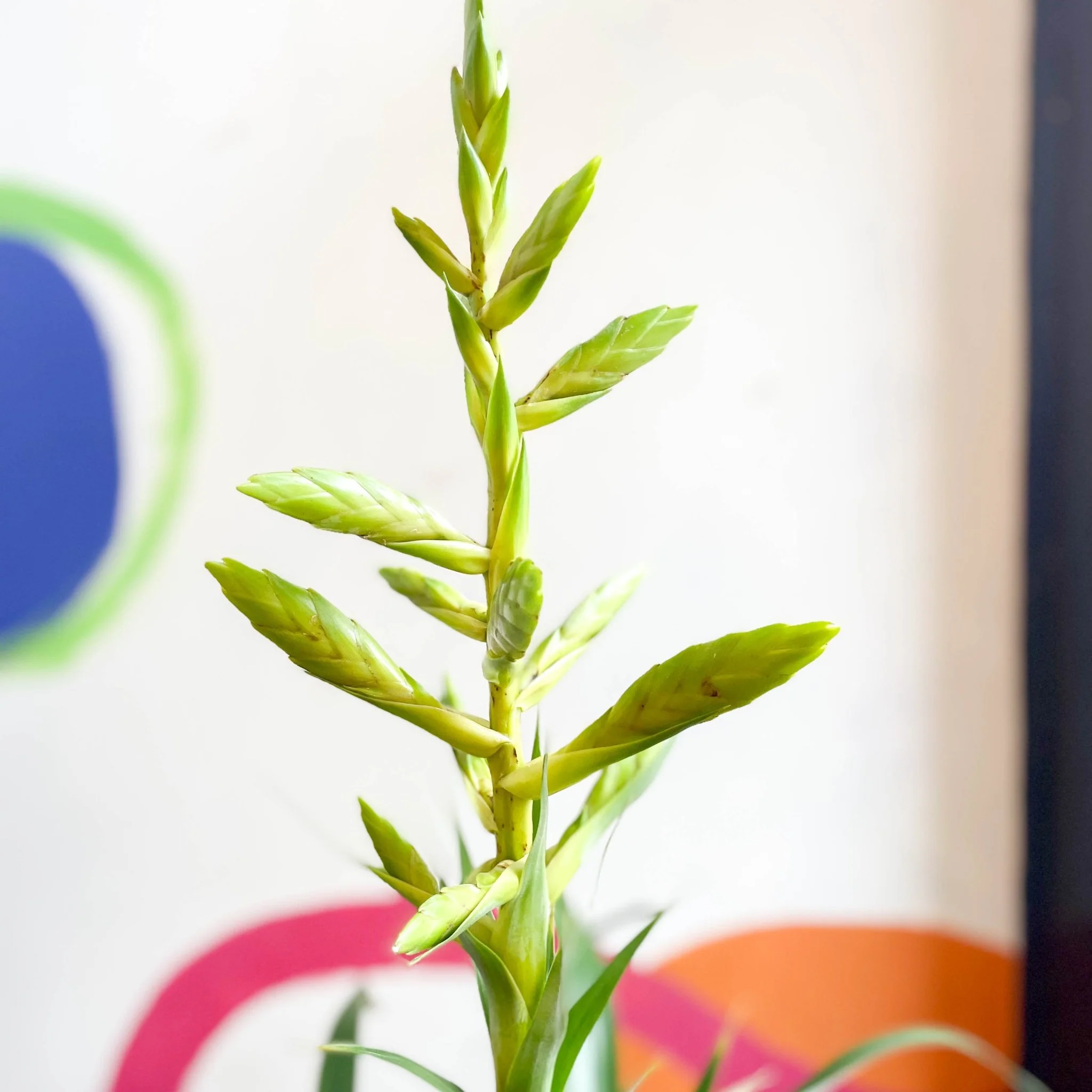 Tillandsia oerstediana - Flaming Sword Bromeliad - Image 3
