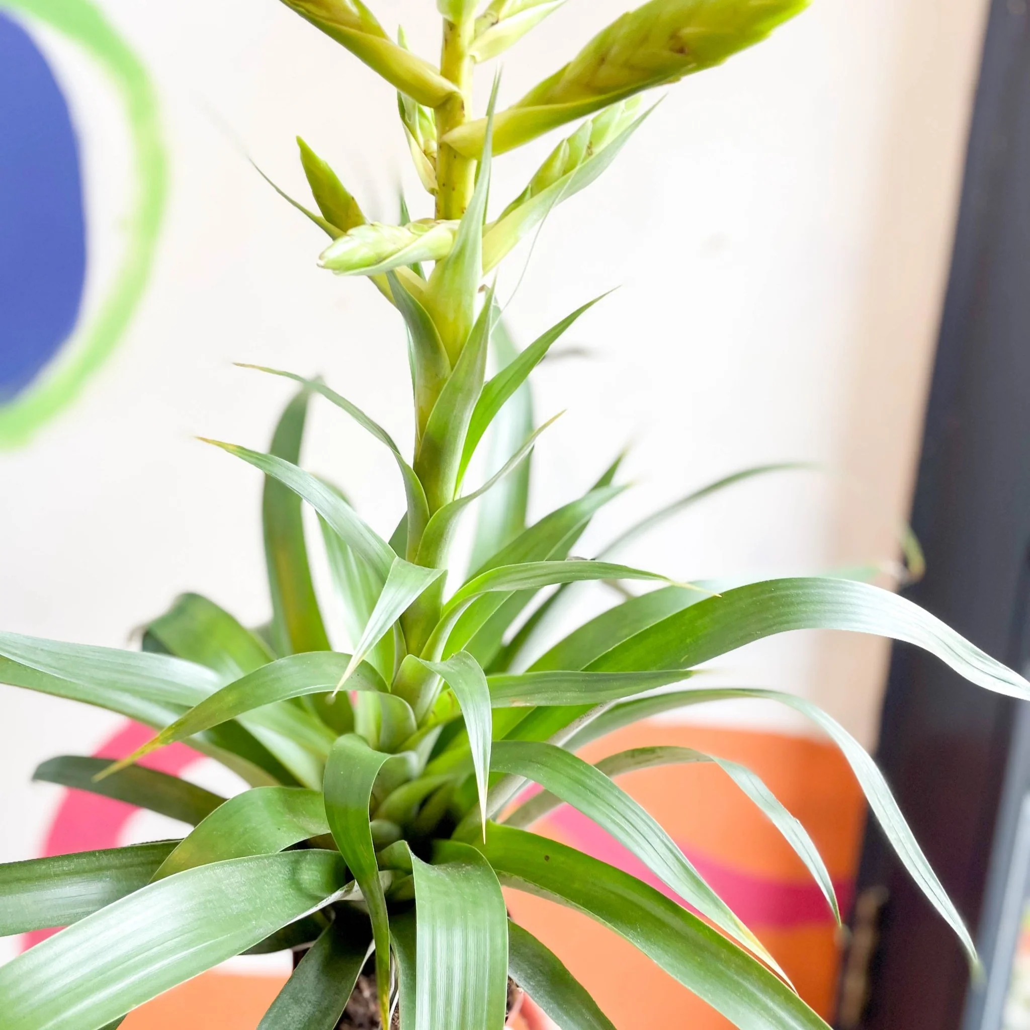 Tillandsia oerstediana - Flaming Sword Bromeliad - Image 4
