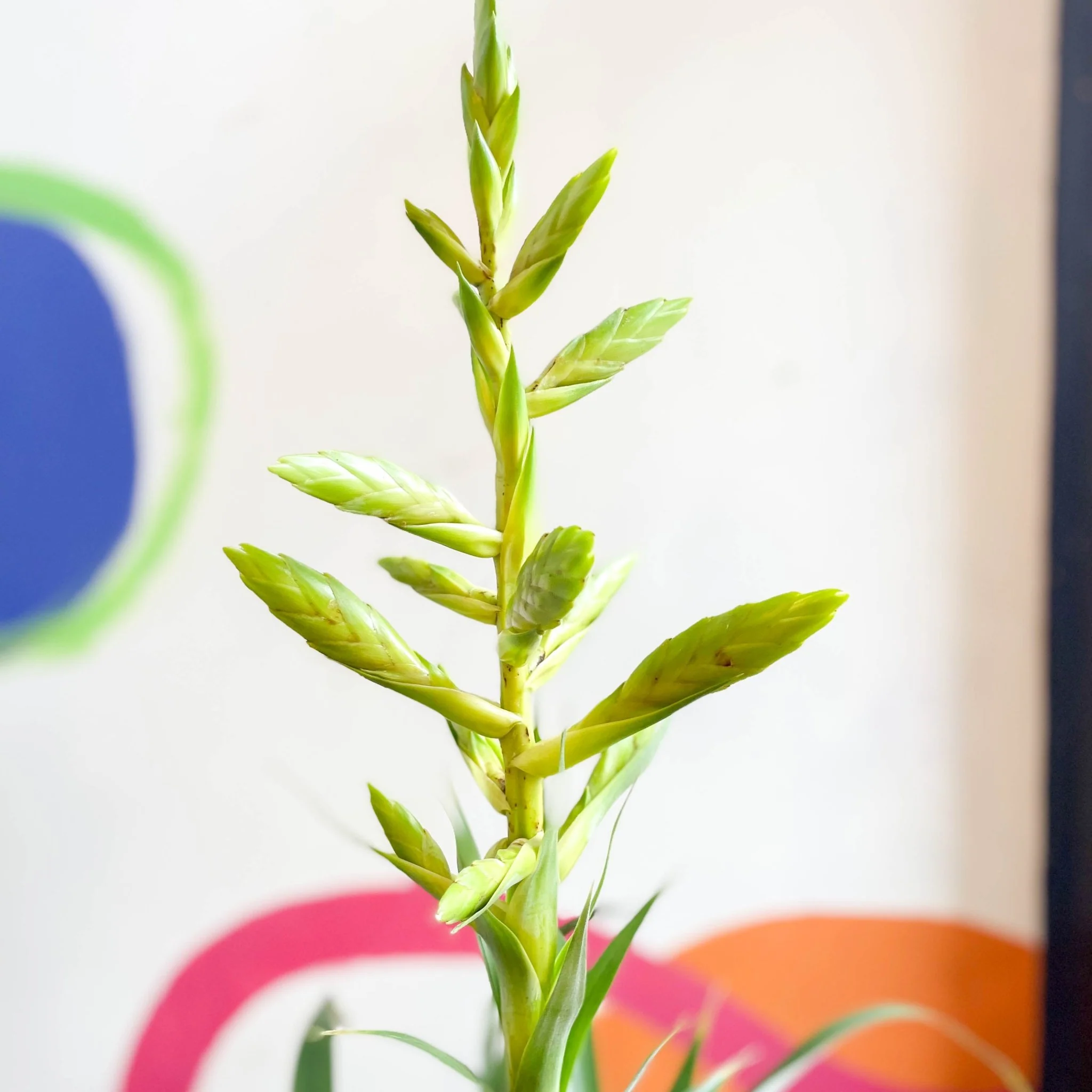 Tillandsia oerstediana - Flaming Sword Bromeliad - Image 5