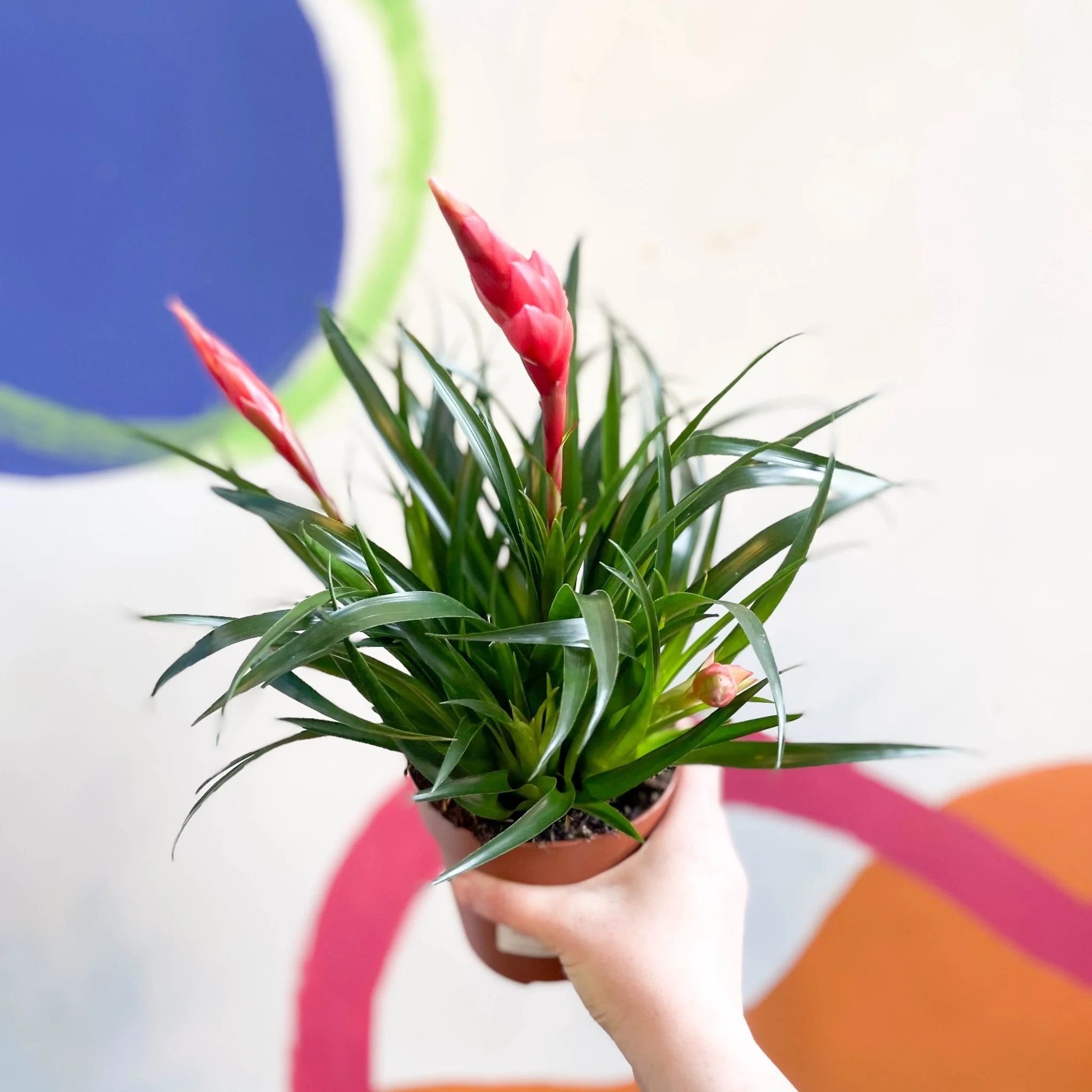 Vriesea 'Astrid' - Flaming Sword Bromeliad