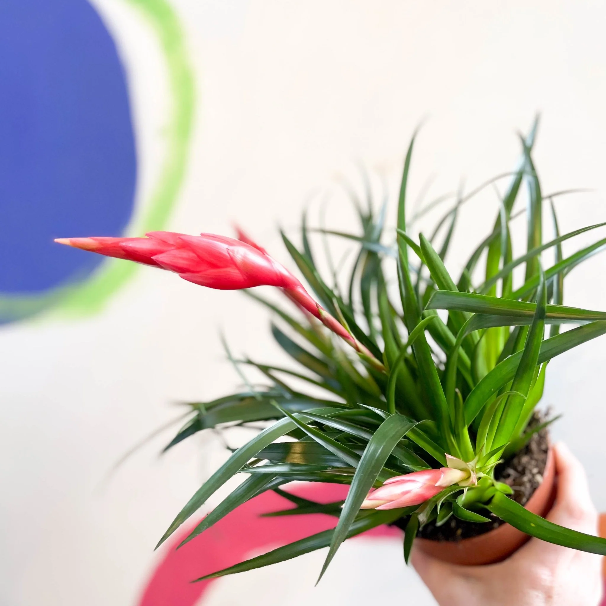 Vriesea 'Astrid' - Flaming Sword Bromeliad - Image 2