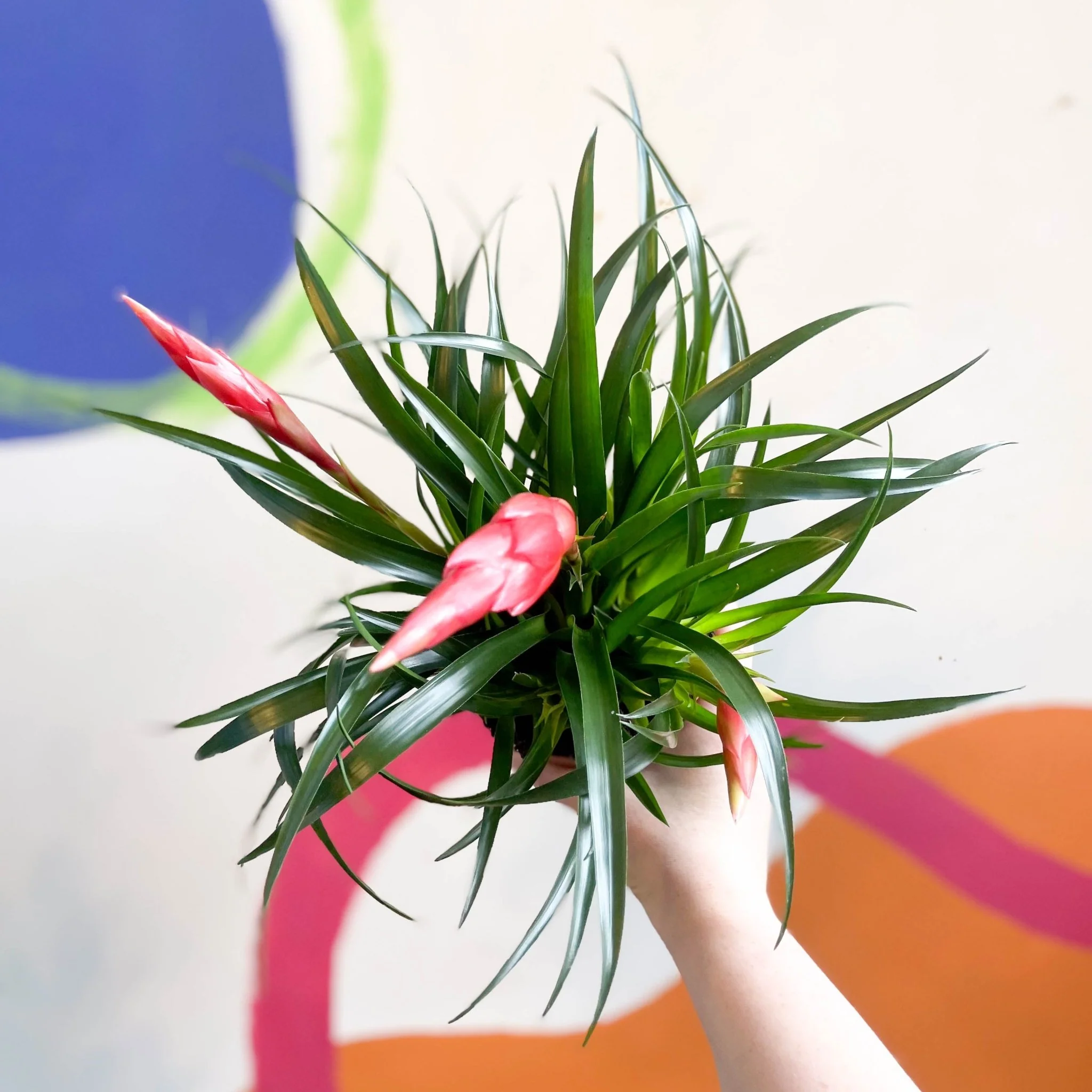 Vriesea 'Astrid' - Flaming Sword Bromeliad - Image 3