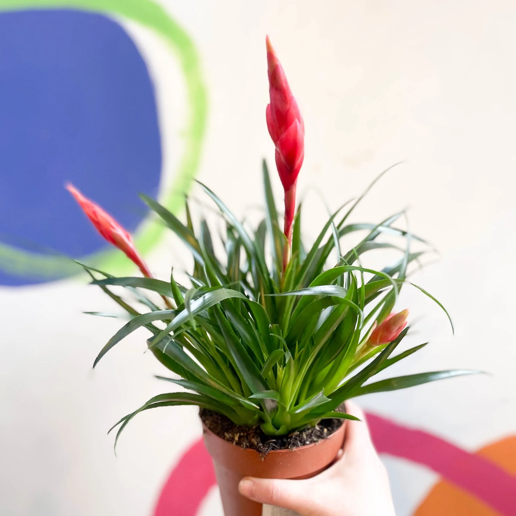 Vriesea 'Astrid' - Flaming Sword Bromeliad - Image 4