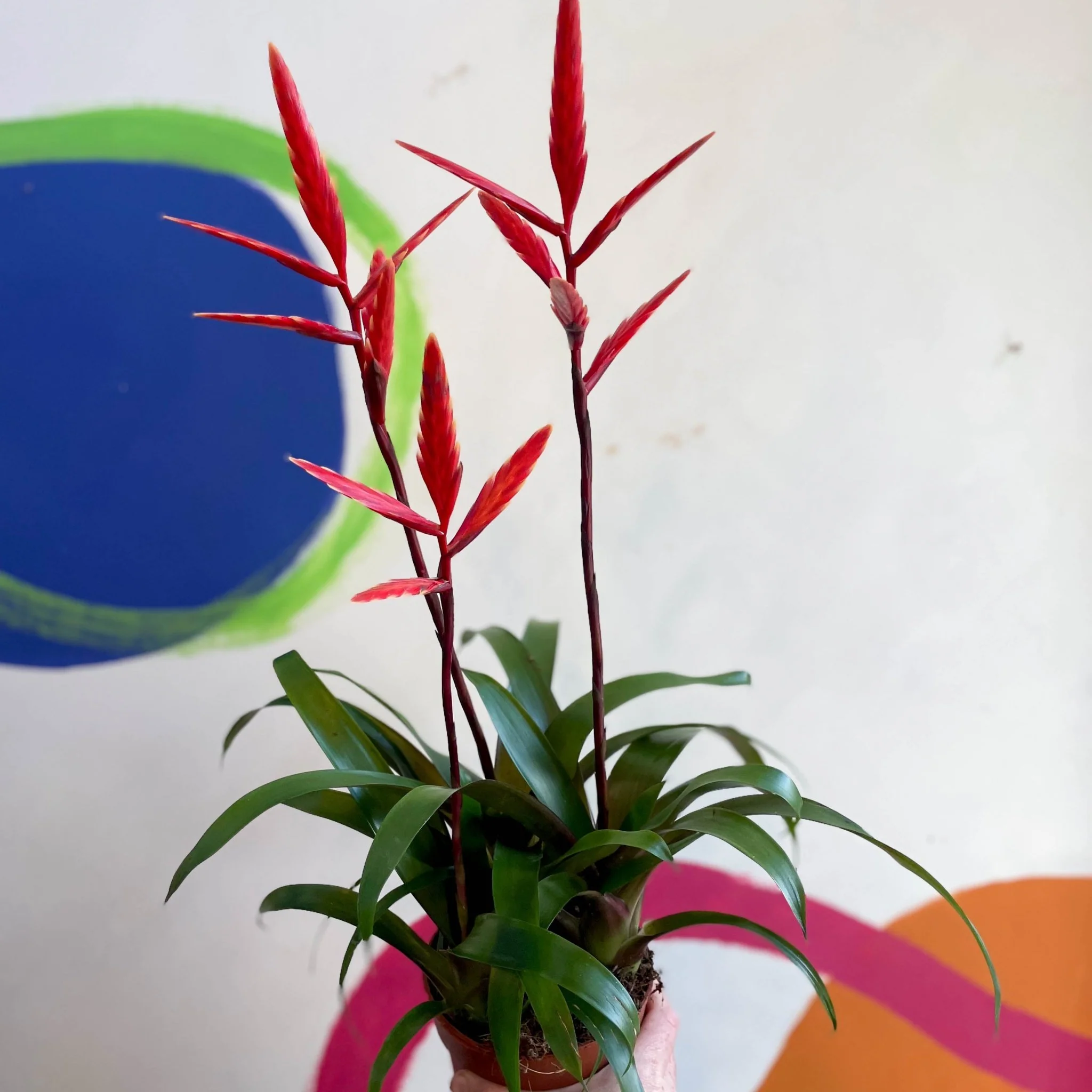 Vriesea 'Elan' - Flaming Sword Bromeliad