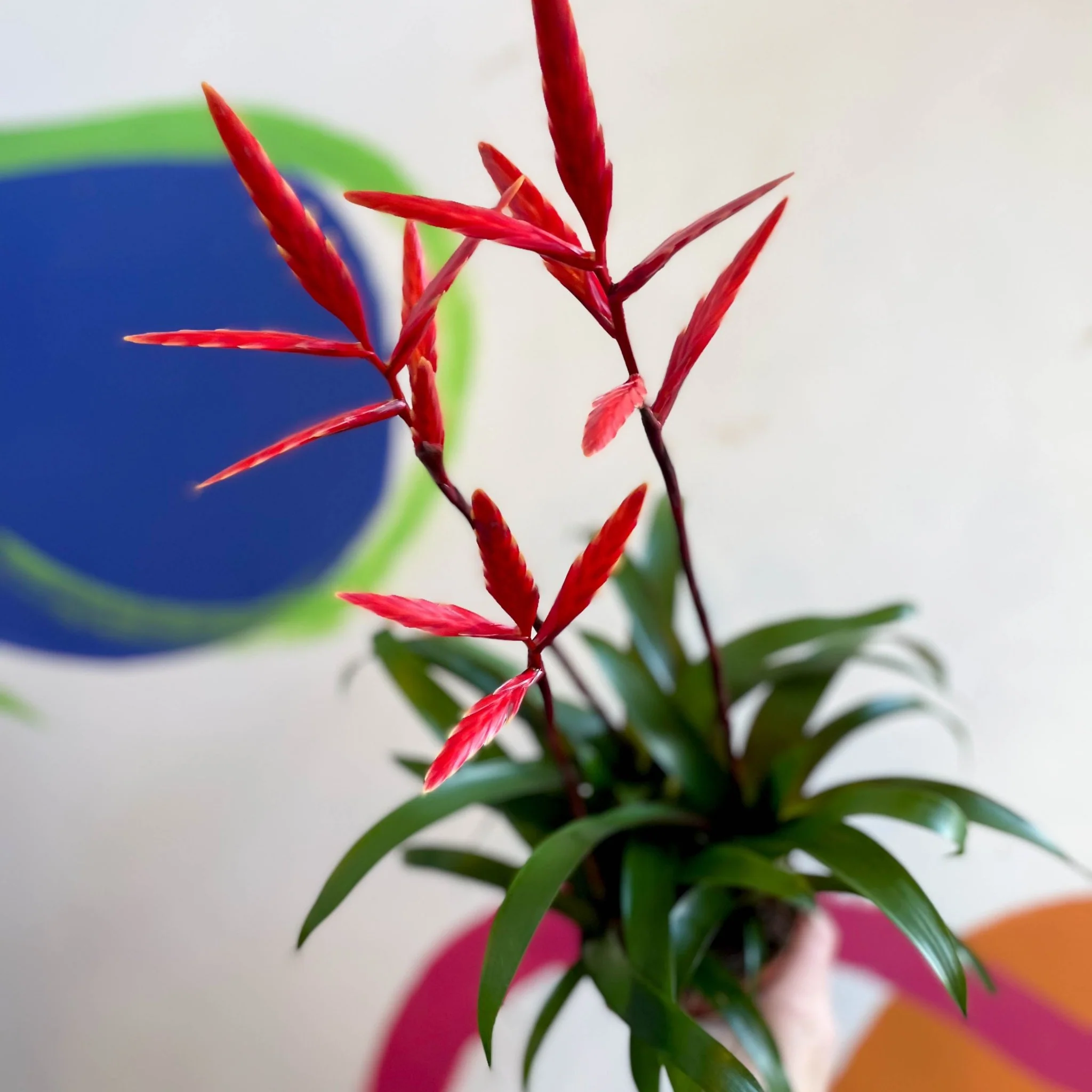 Vriesea 'Elan' - Flaming Sword Bromeliad - Image 5