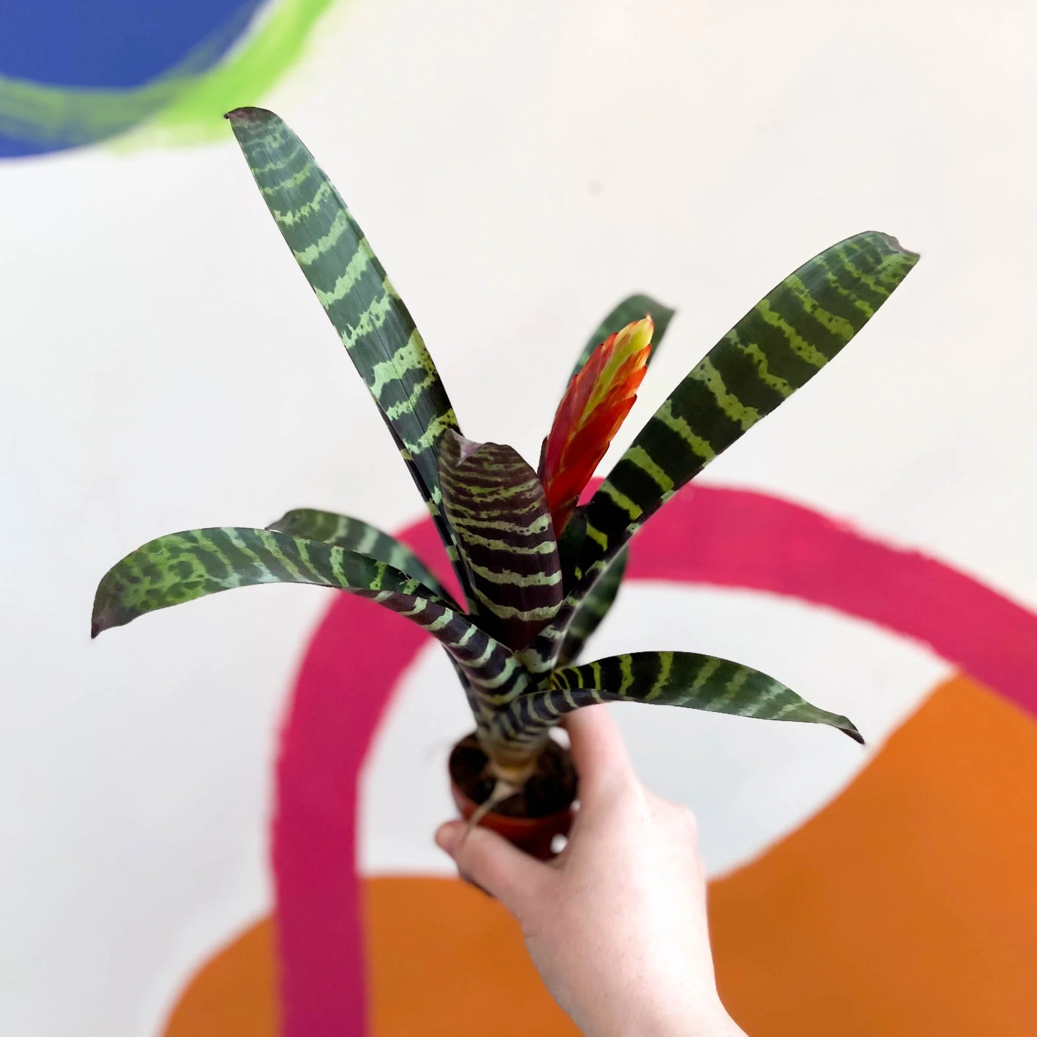 Vriesea 'Era' - Flaming Sword Bromeliad