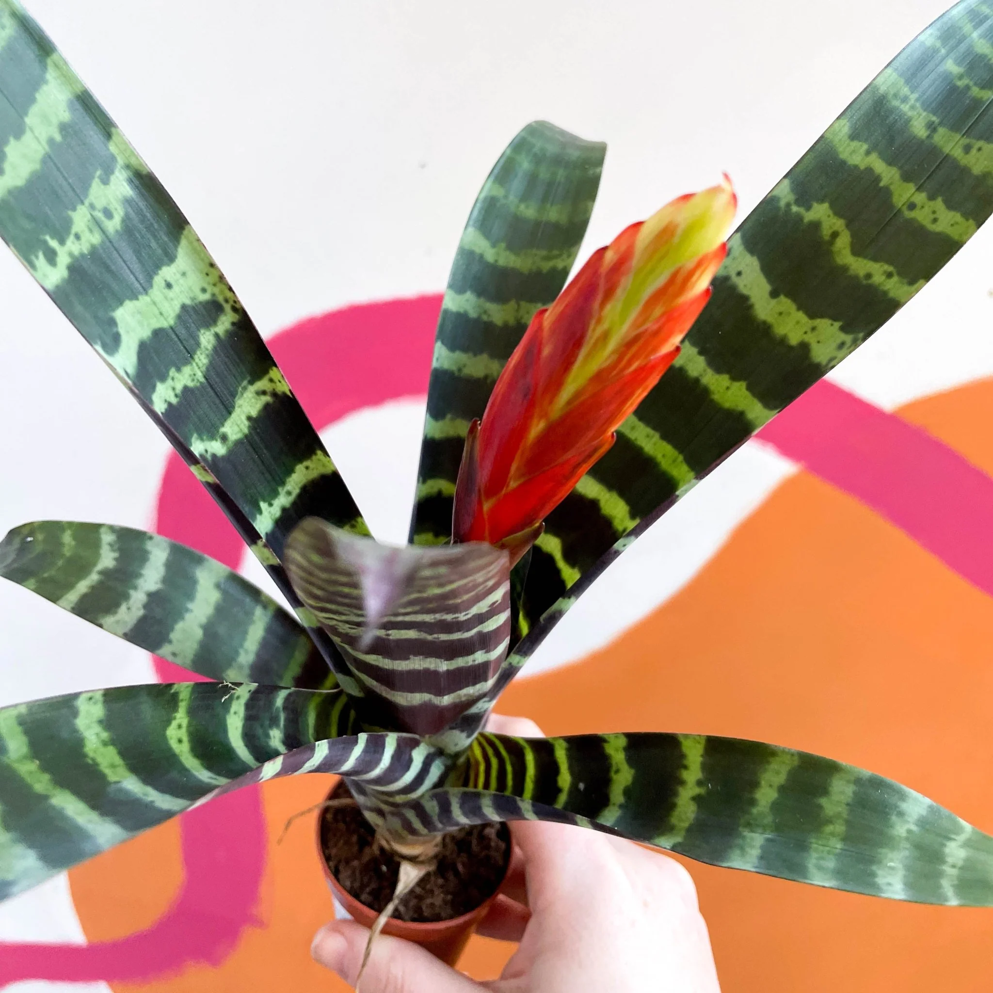Vriesea 'Era' - Flaming Sword Bromeliad - Image 2
