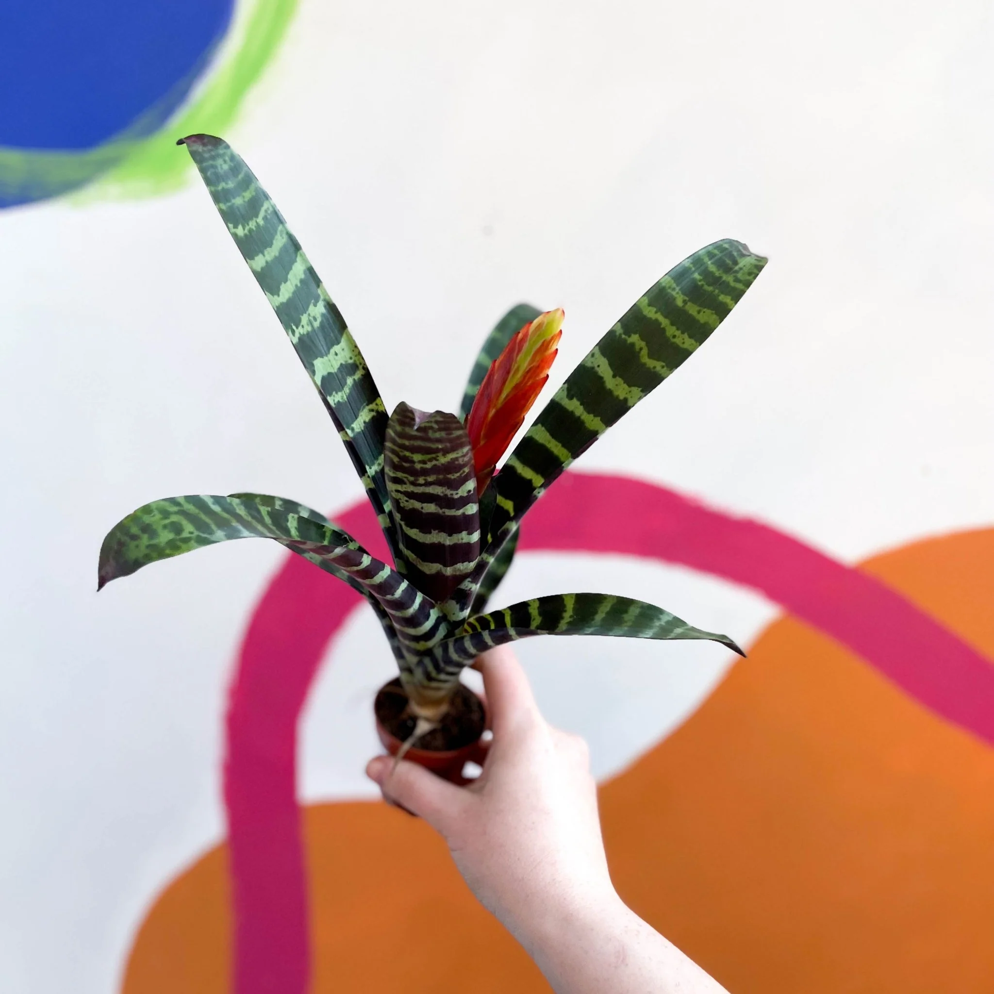 Vriesea 'Era' - Flaming Sword Bromeliad - Image 3