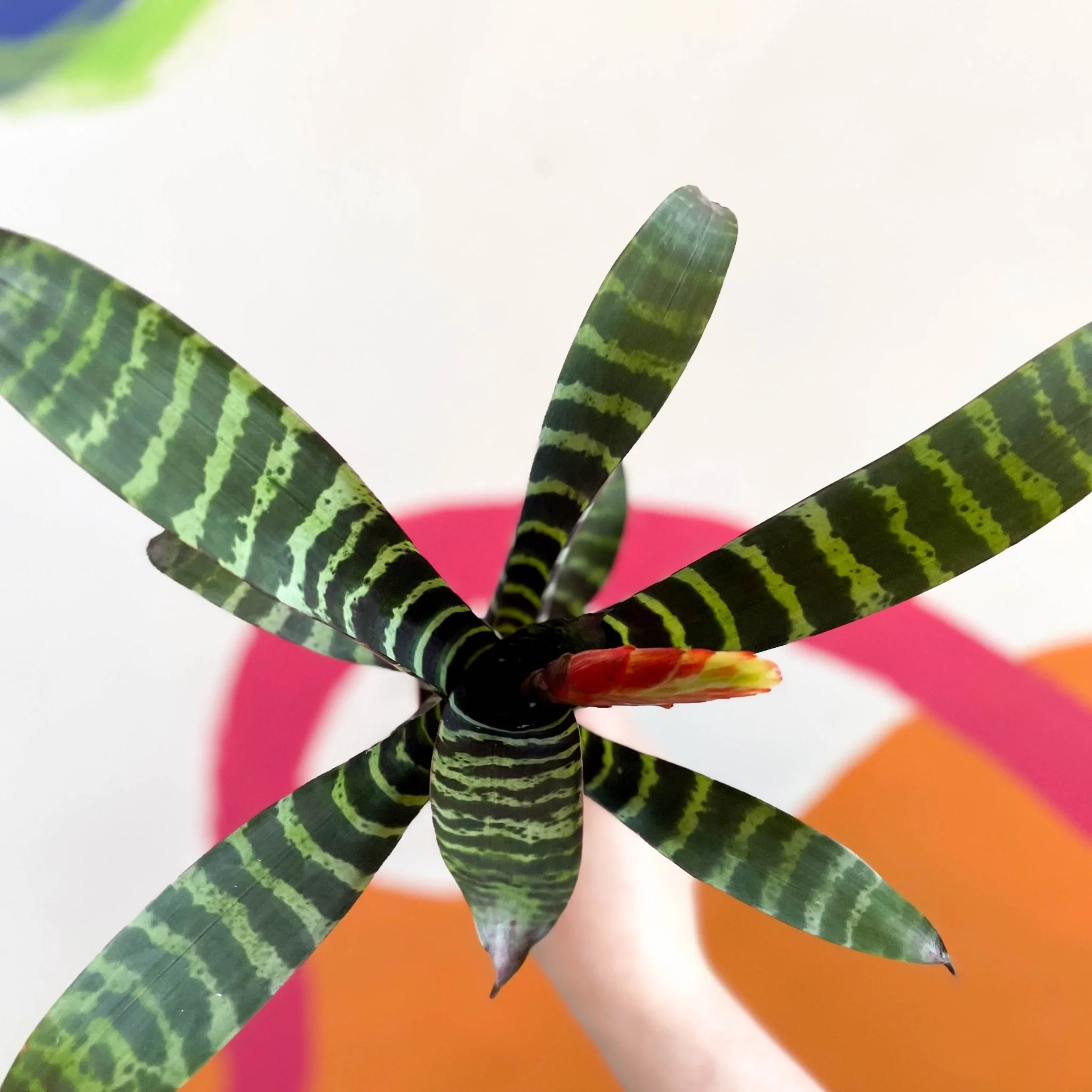 Vriesea 'Era' - Flaming Sword Bromeliad - Image 4