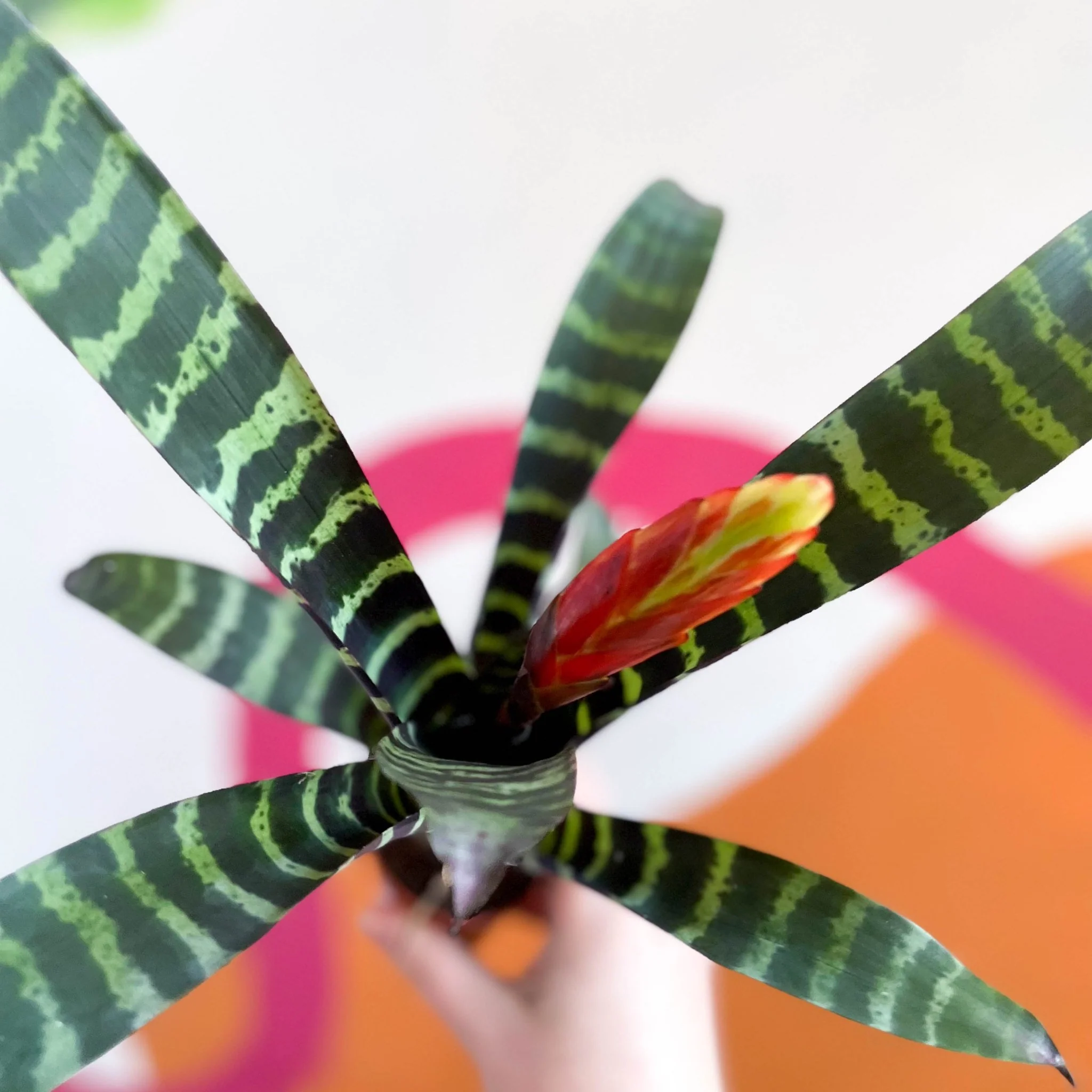 Vriesea 'Era' - Flaming Sword Bromeliad - Image 5