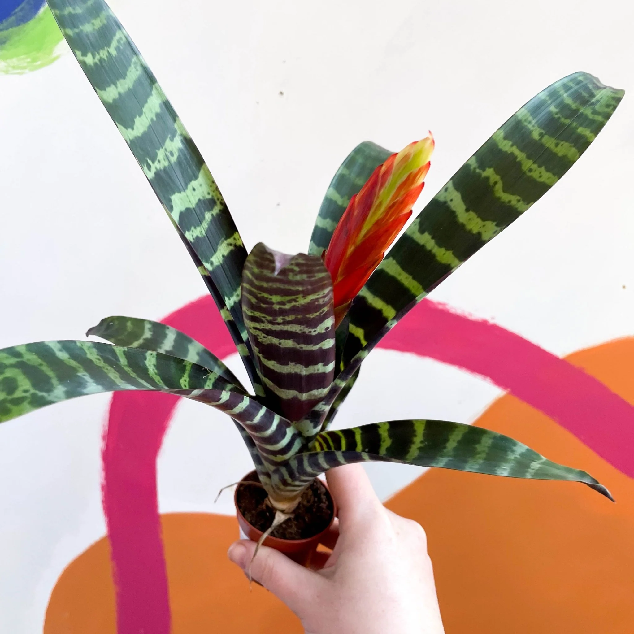 Vriesea 'Era' - Flaming Sword Bromeliad - Image 7