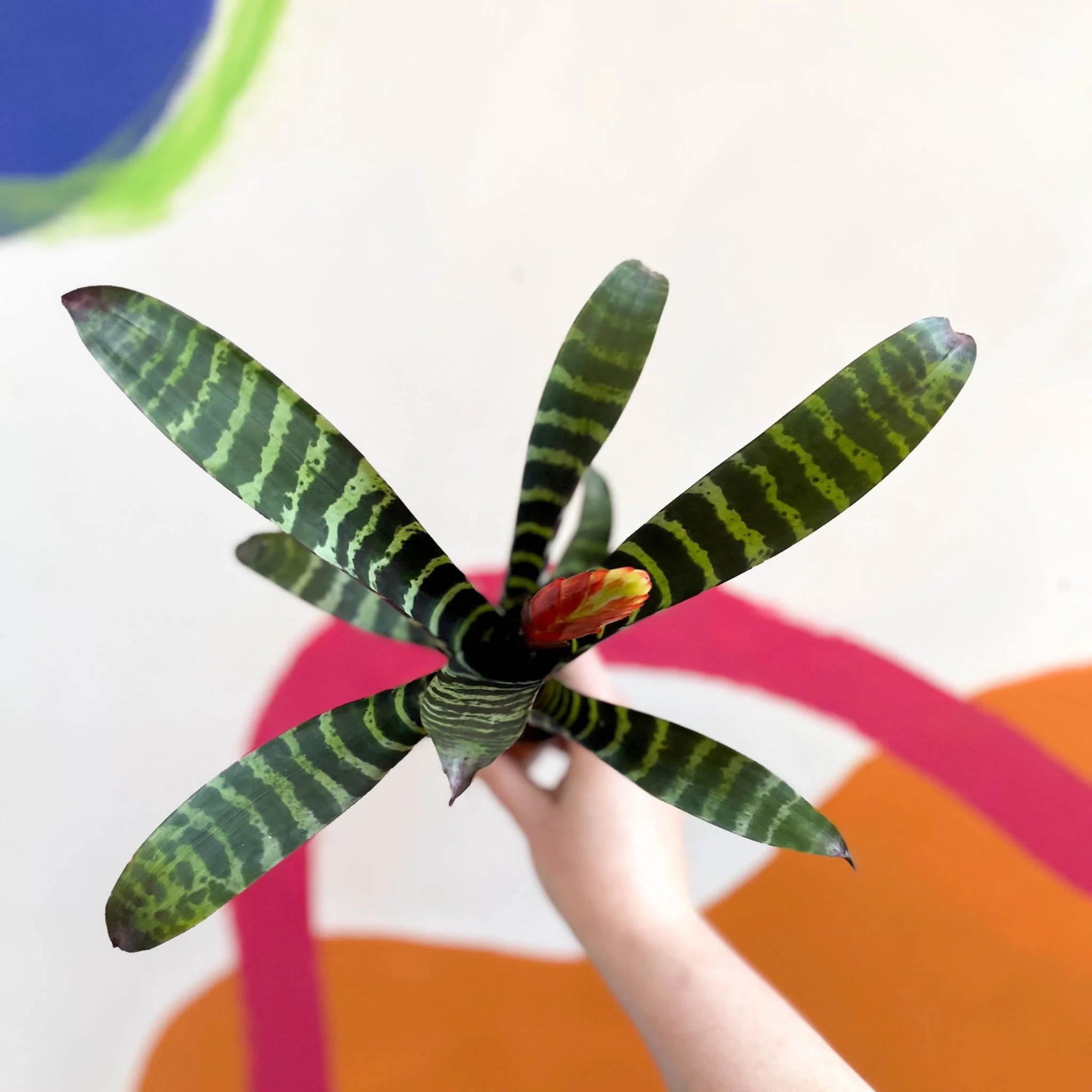 Vriesea 'Era' - Flaming Sword Bromeliad - Image 8