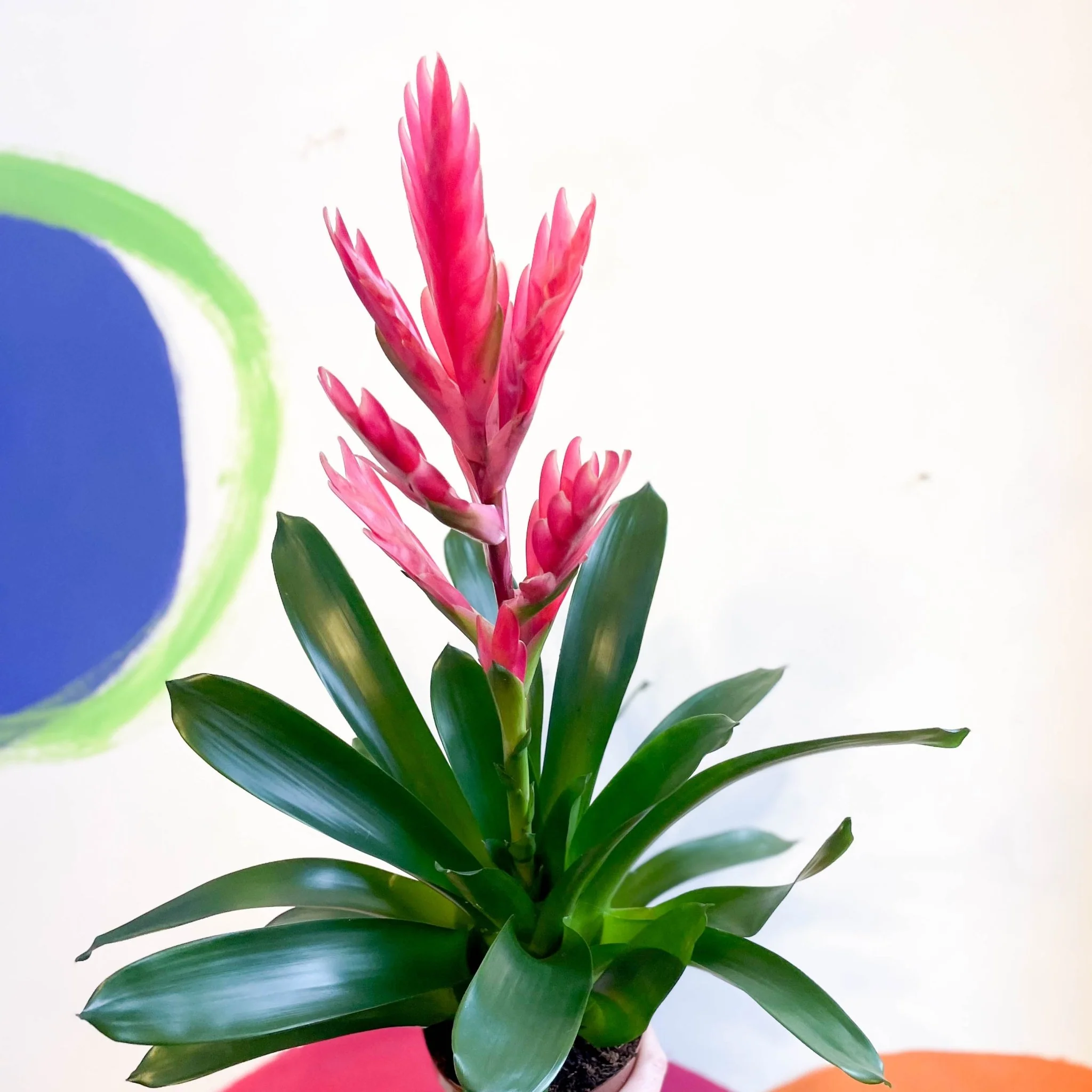Flaming Sword Bromeliad - Vriesea splendens 'Intenso Pink'