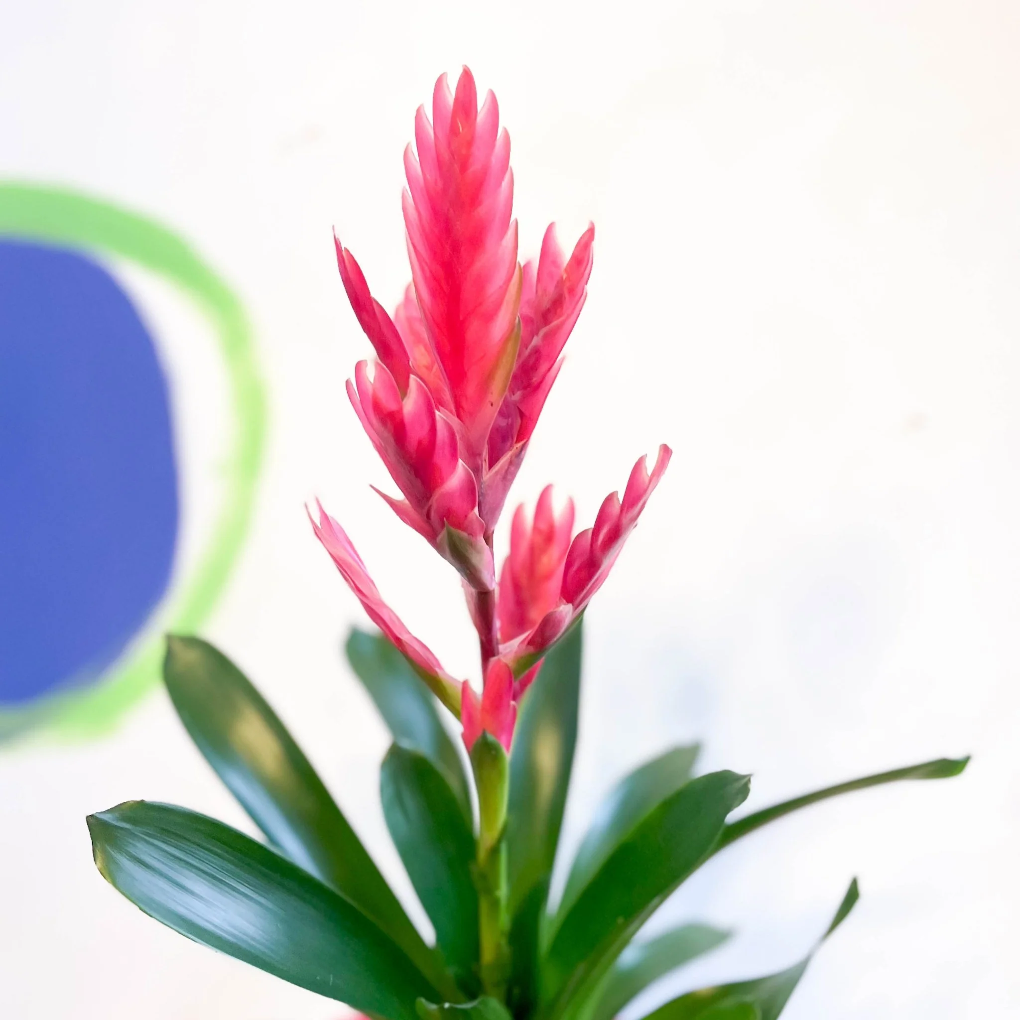Flaming Sword Bromeliad - Vriesea splendens 'Intenso Pink' - Image 2
