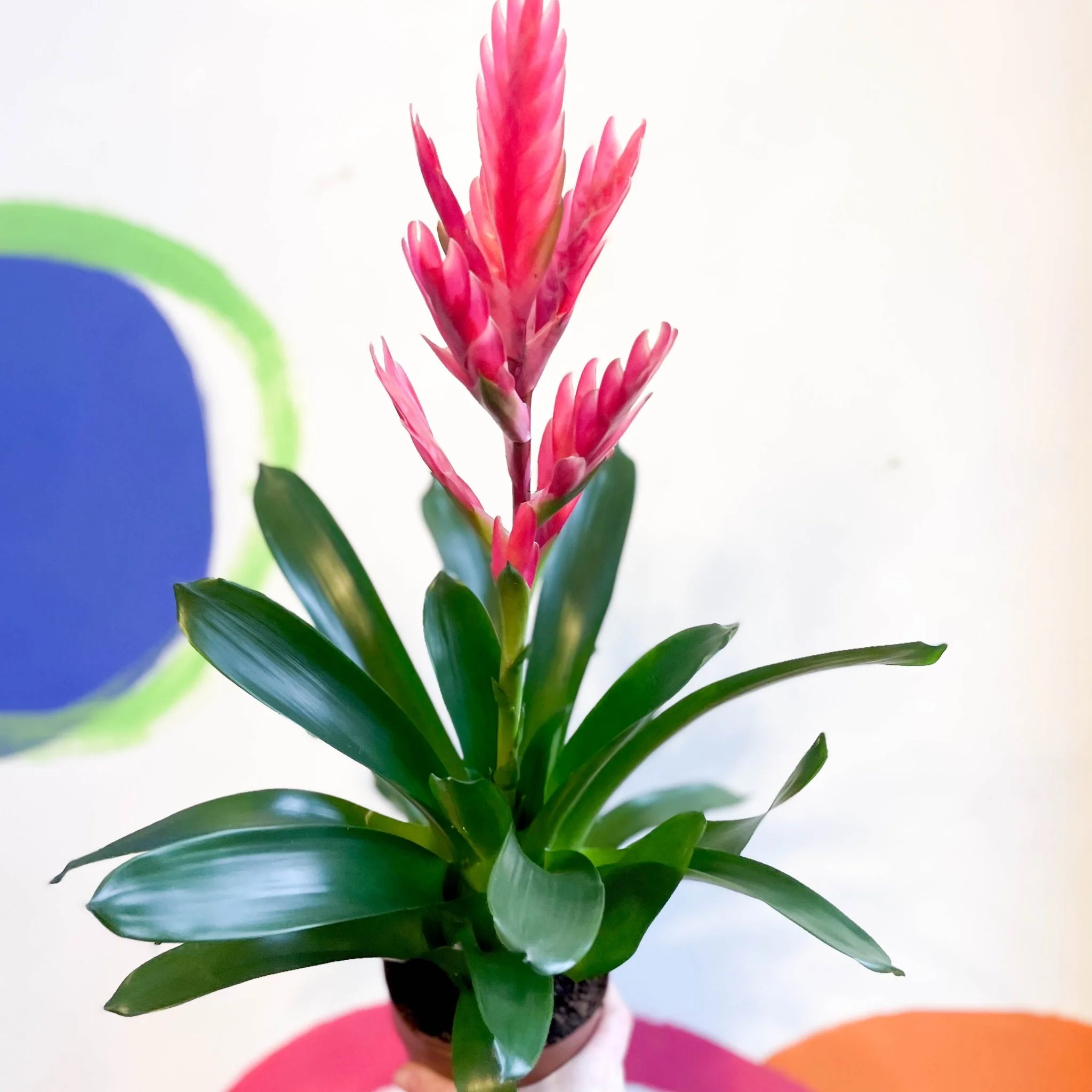 Flaming Sword Bromeliad - Vriesea splendens 'Intenso Pink' - Image 3