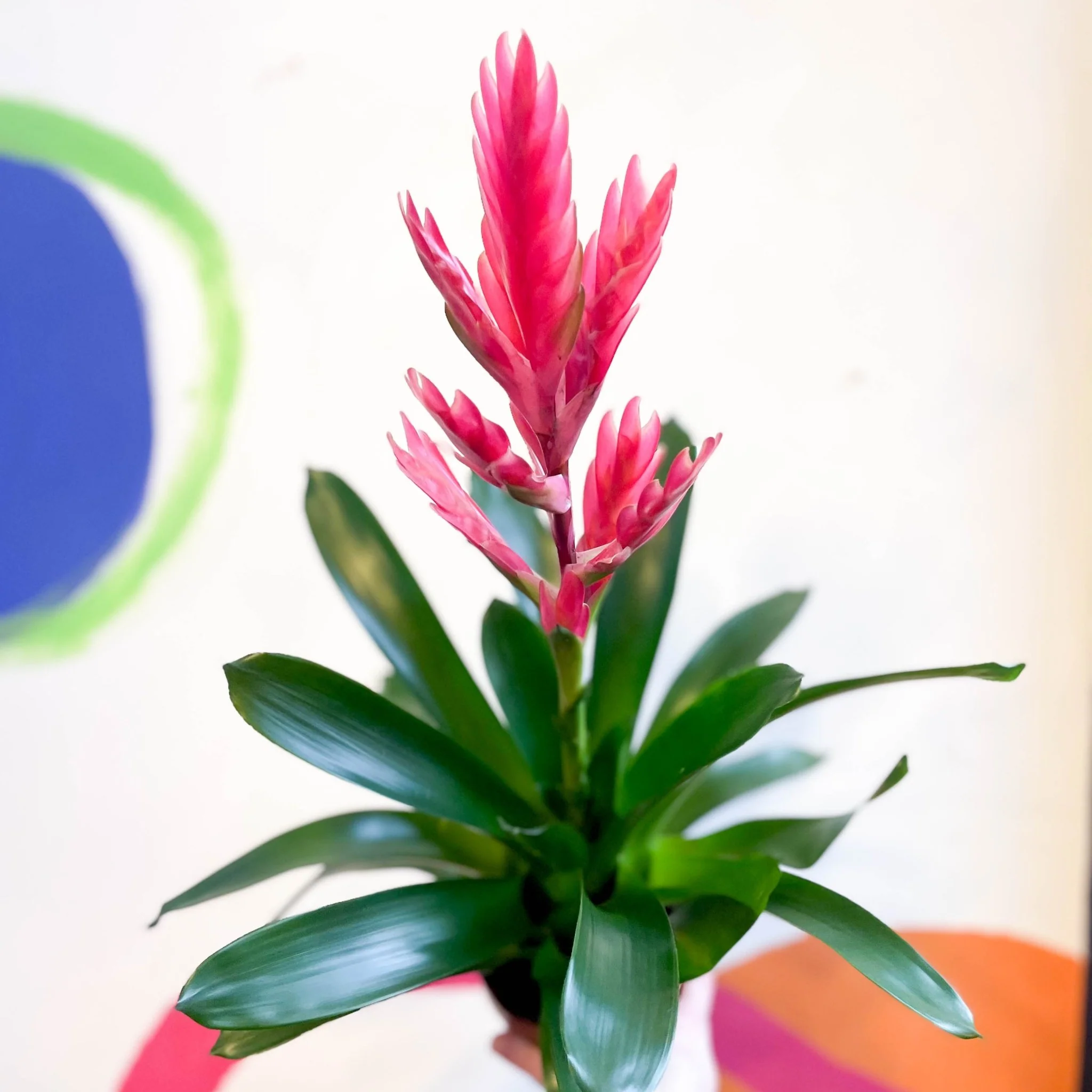 Flaming Sword Bromeliad - Vriesea splendens 'Intenso Pink' - Image 4