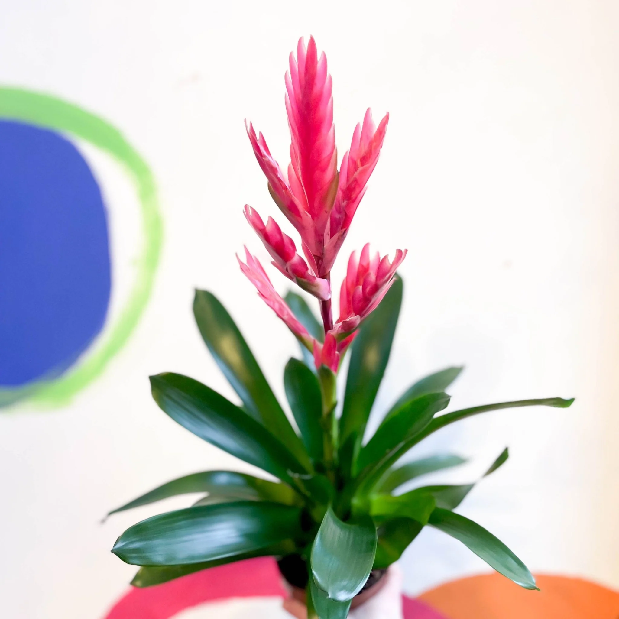 Flaming Sword Bromeliad - Vriesea splendens 'Intenso Pink' - Image 5