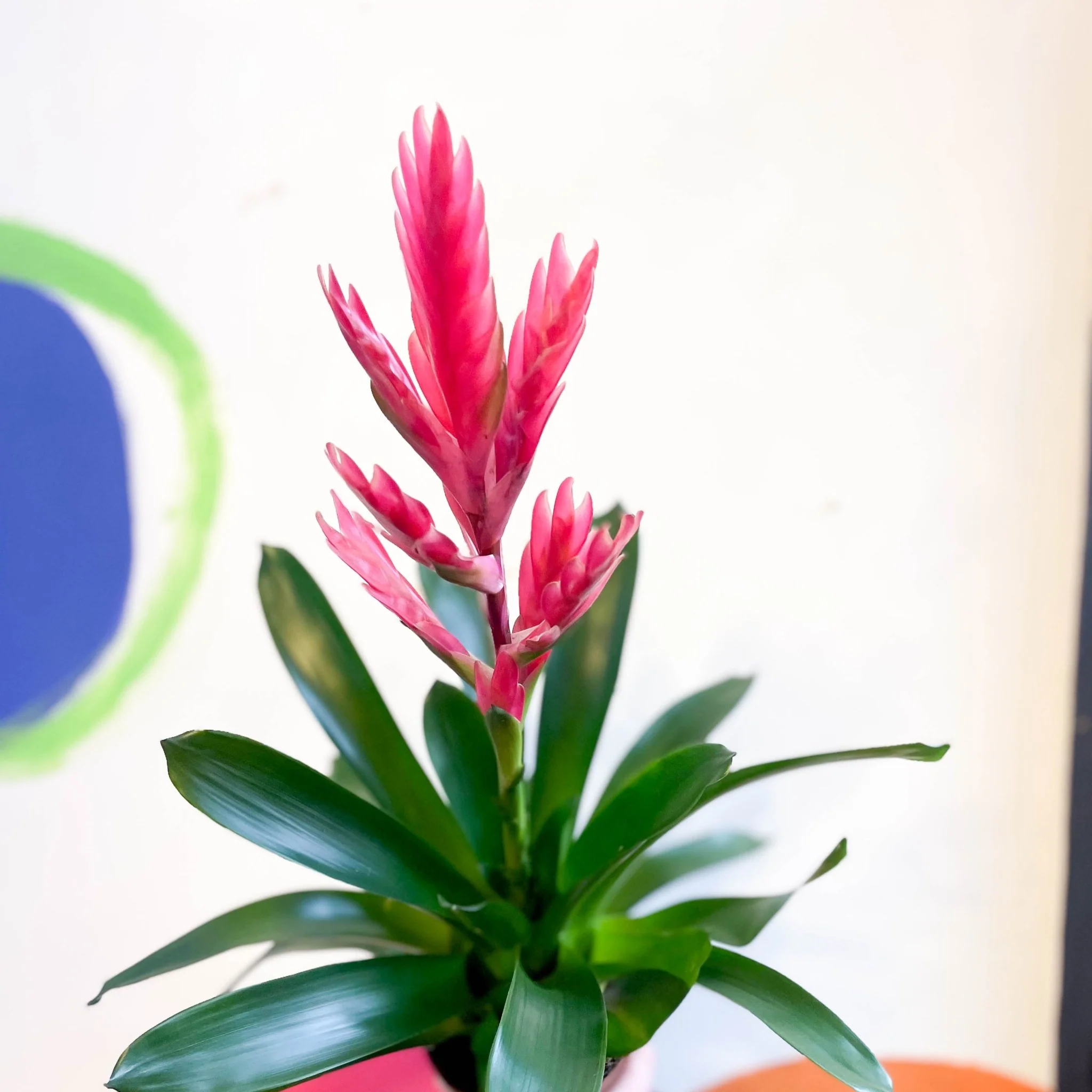 Flaming Sword Bromeliad - Vriesea splendens 'Intenso Pink' - Image 6
