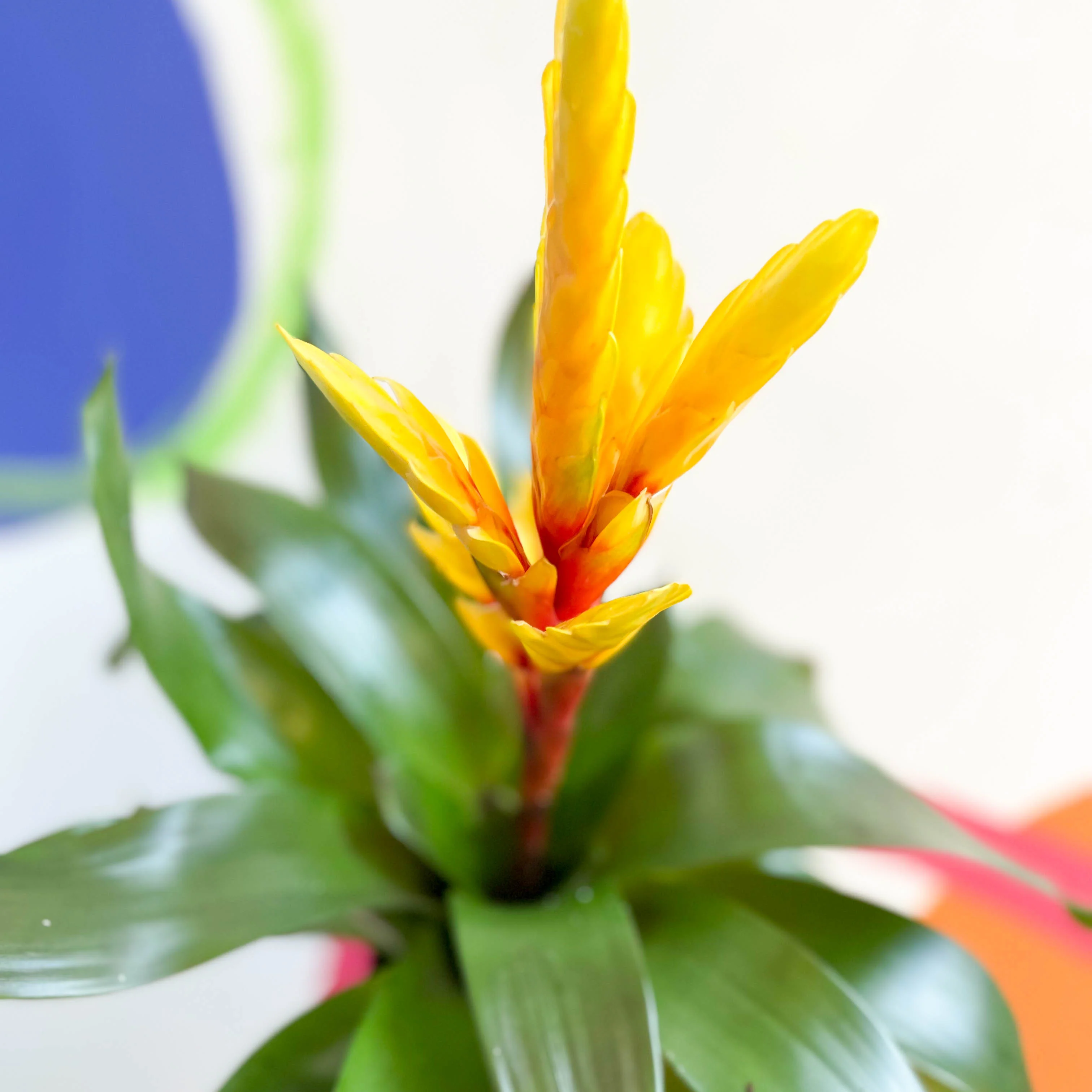 Flaming Sword Bromeliad - Vriesea 'Intenso Yellow' - Image 8