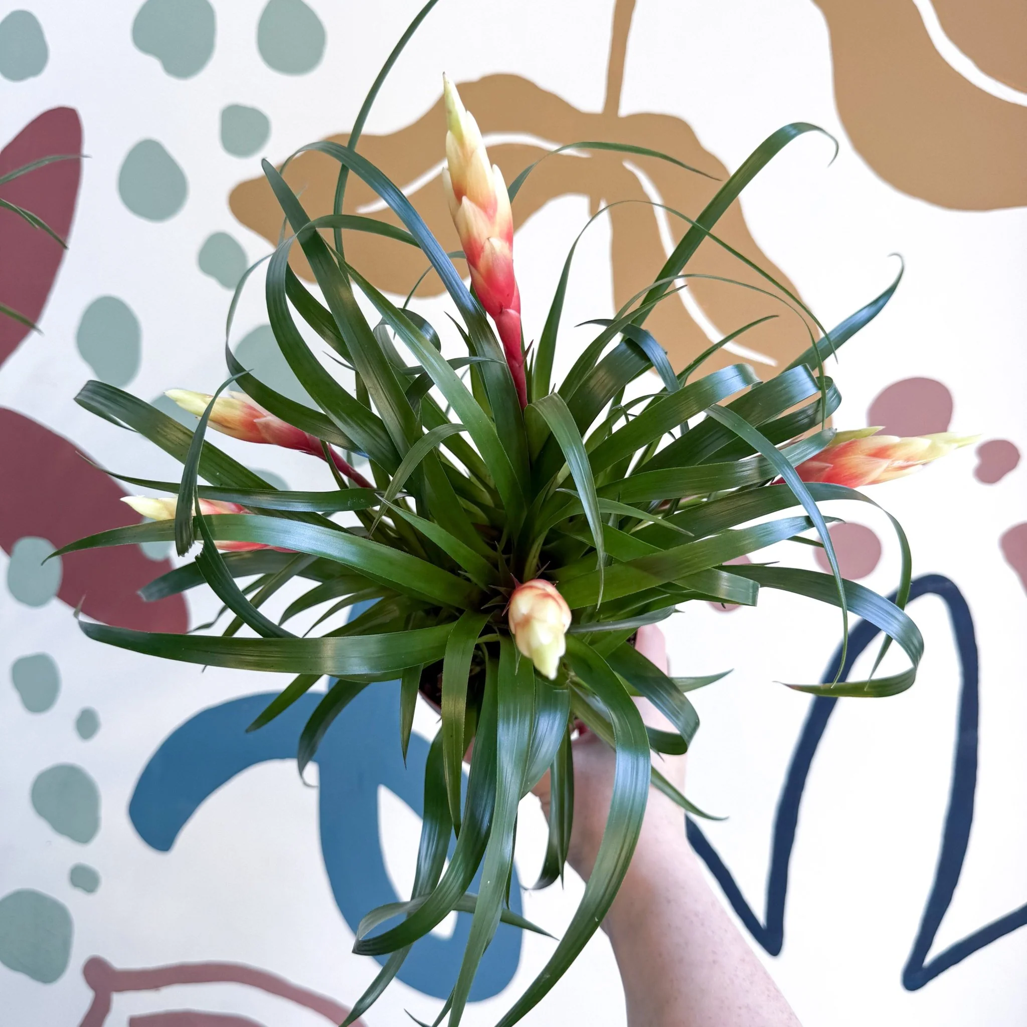 Vriesea 'Shannon' - Flaming Sword Bromeliad