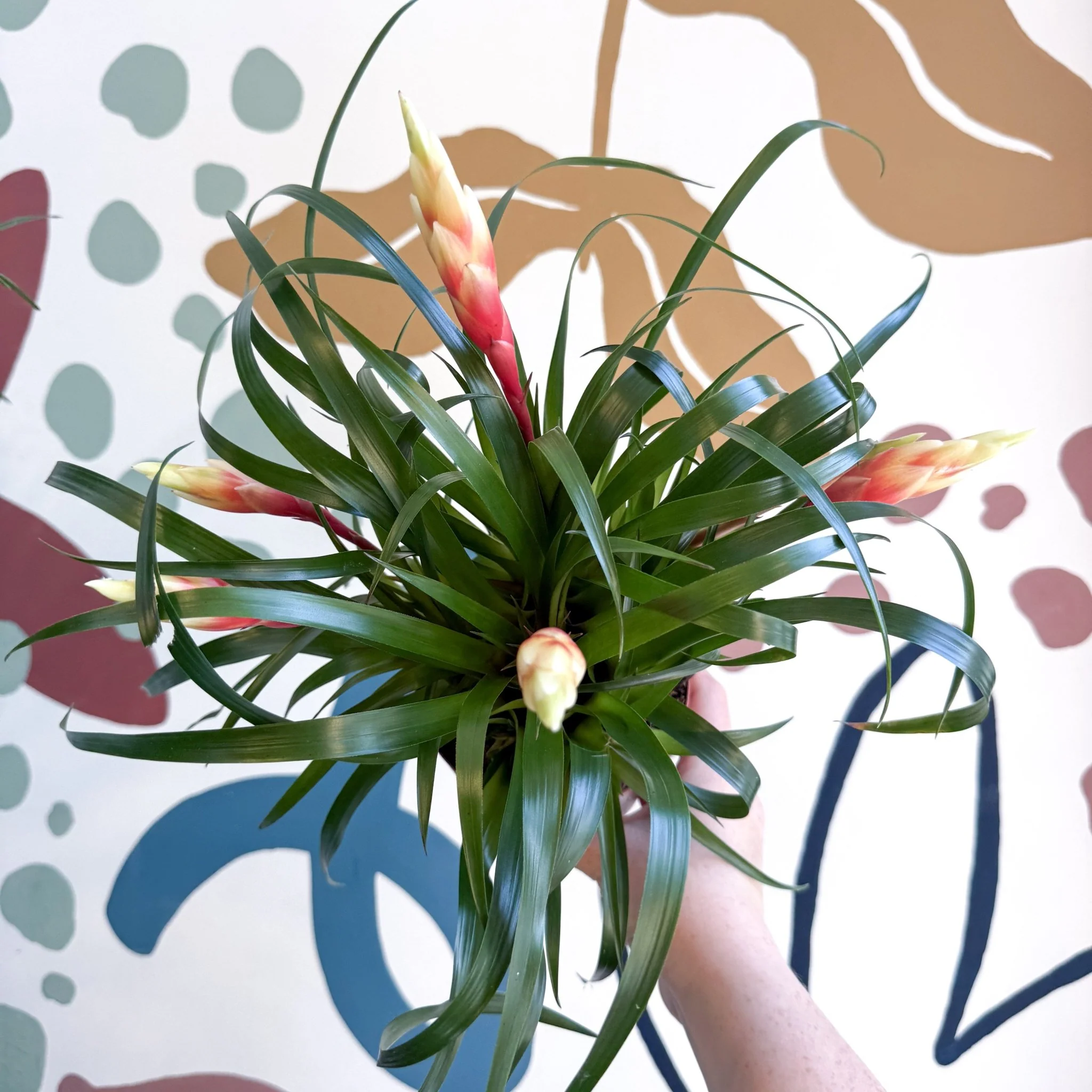 Vriesea 'Shannon' - Flaming Sword Bromeliad - Image 10
