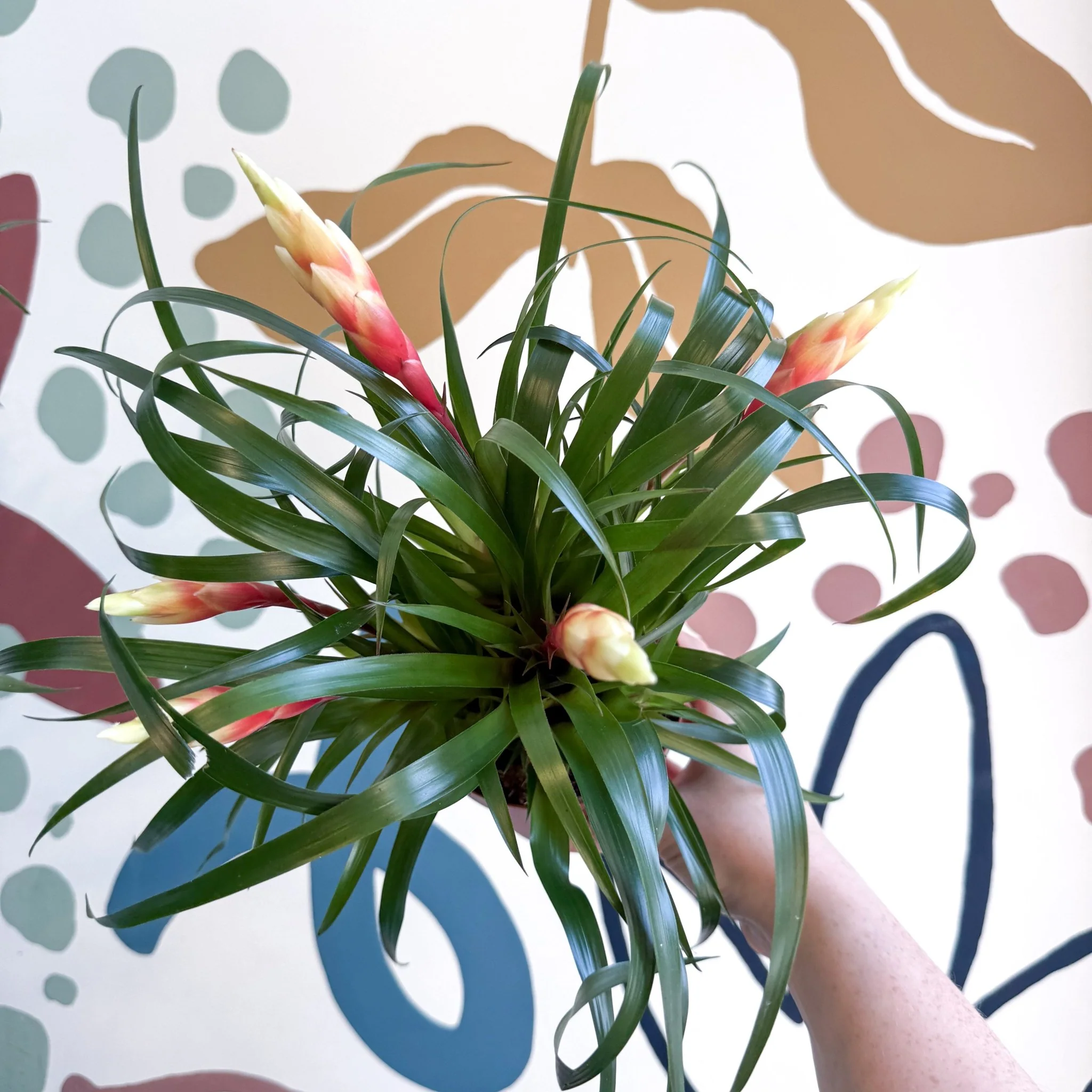 Vriesea 'Shannon' - Flaming Sword Bromeliad - Image 11
