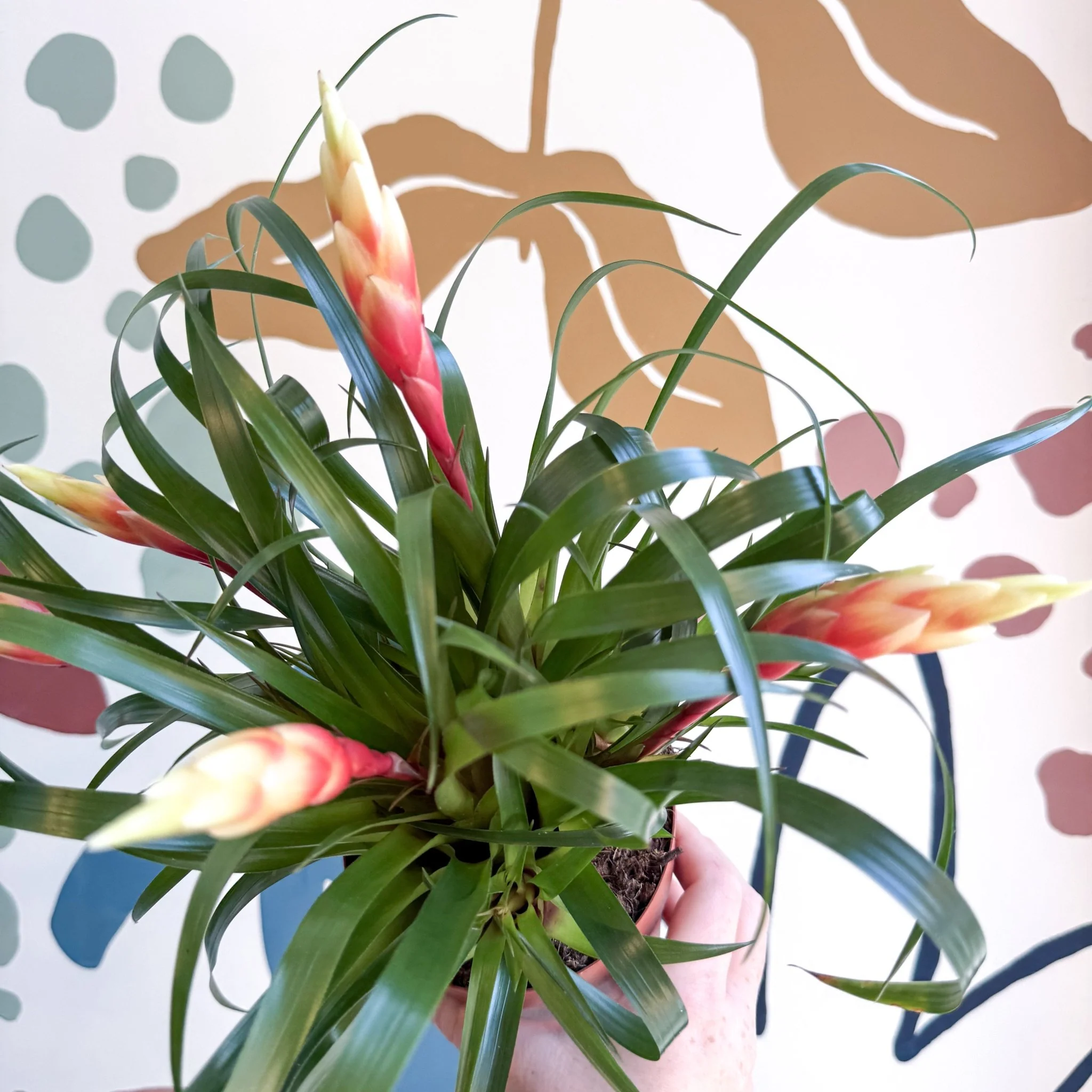 Vriesea 'Shannon' - Flaming Sword Bromeliad - Image 12