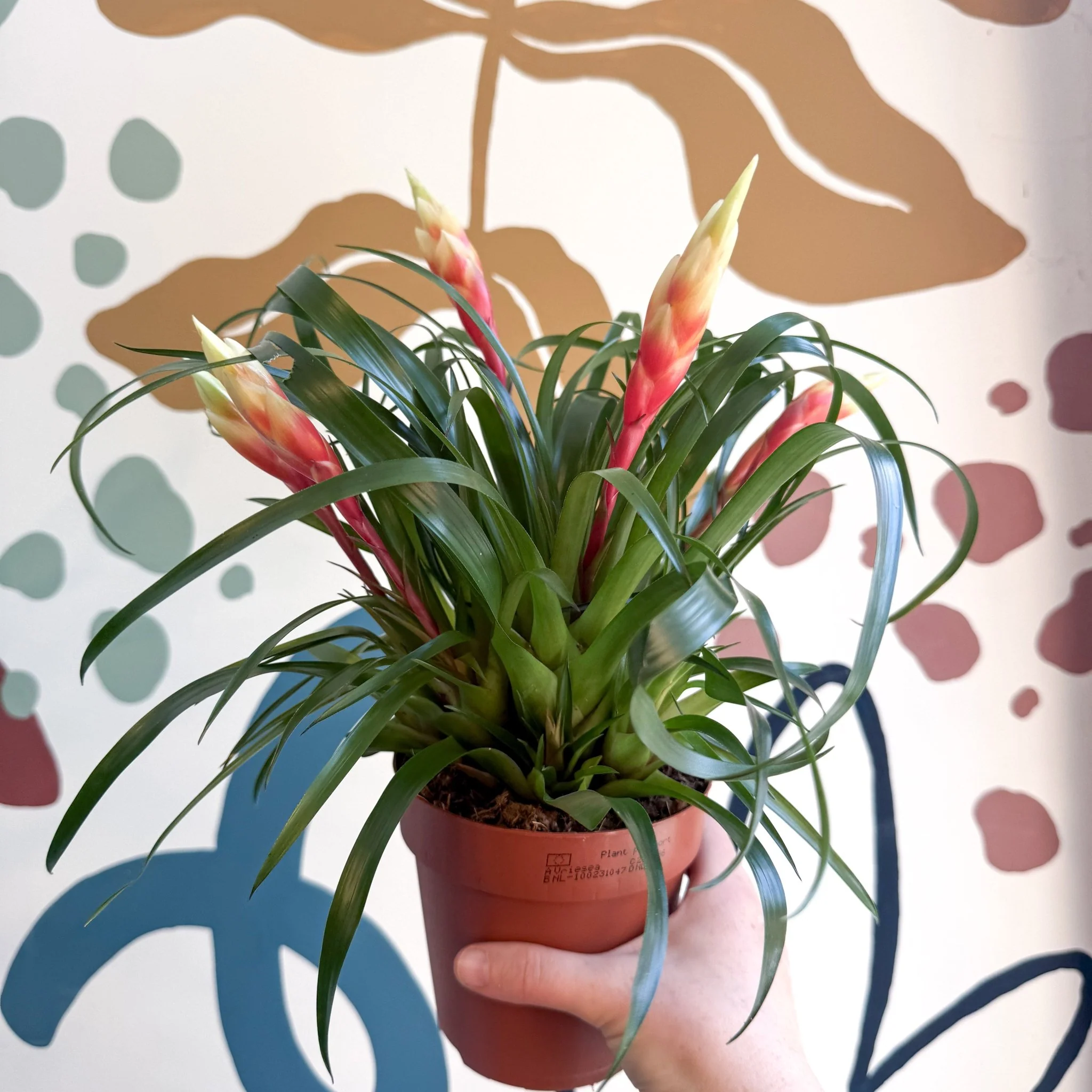 Vriesea 'Shannon' - Flaming Sword Bromeliad - Image 13