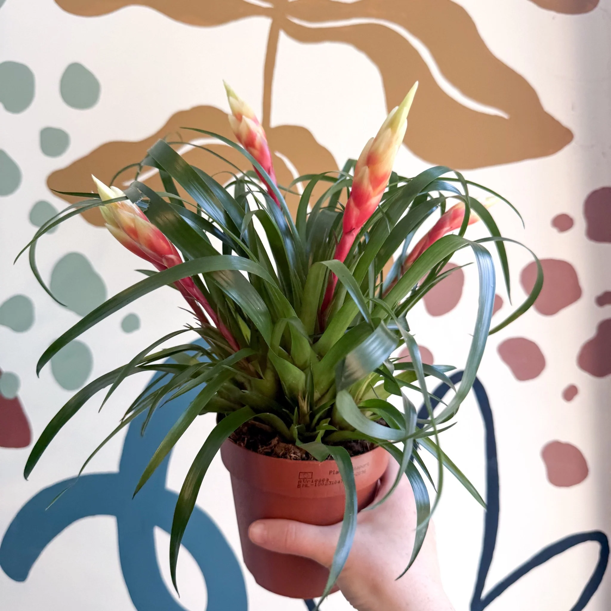 Vriesea 'Shannon' - Flaming Sword Bromeliad - Image 14