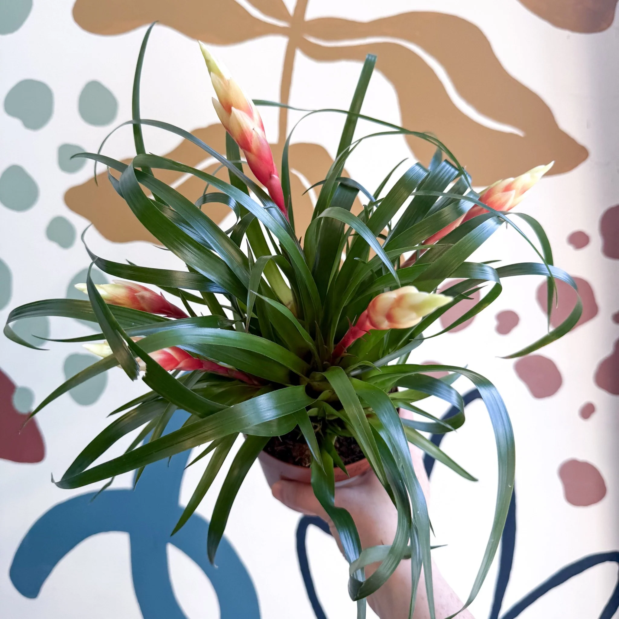 Vriesea 'Shannon' - Flaming Sword Bromeliad - Image 15