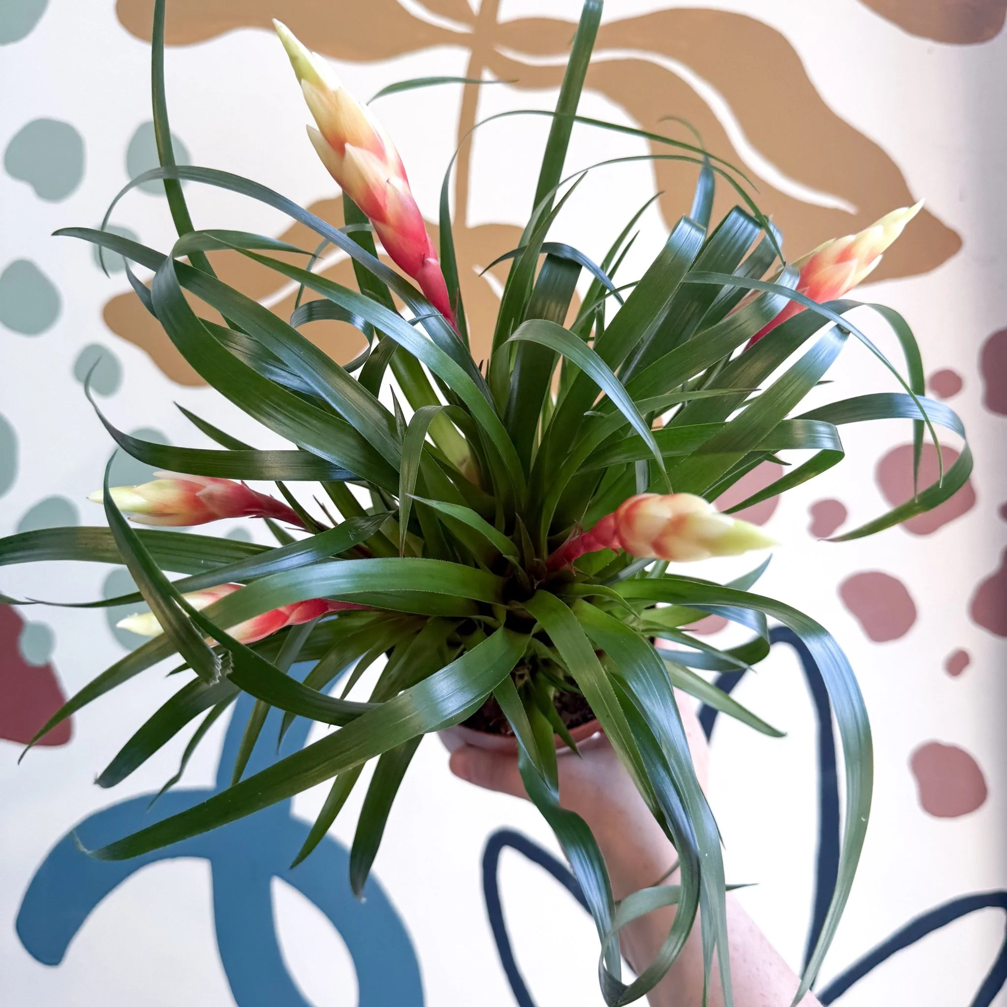 Vriesea 'Shannon' - Flaming Sword Bromeliad - Image 16