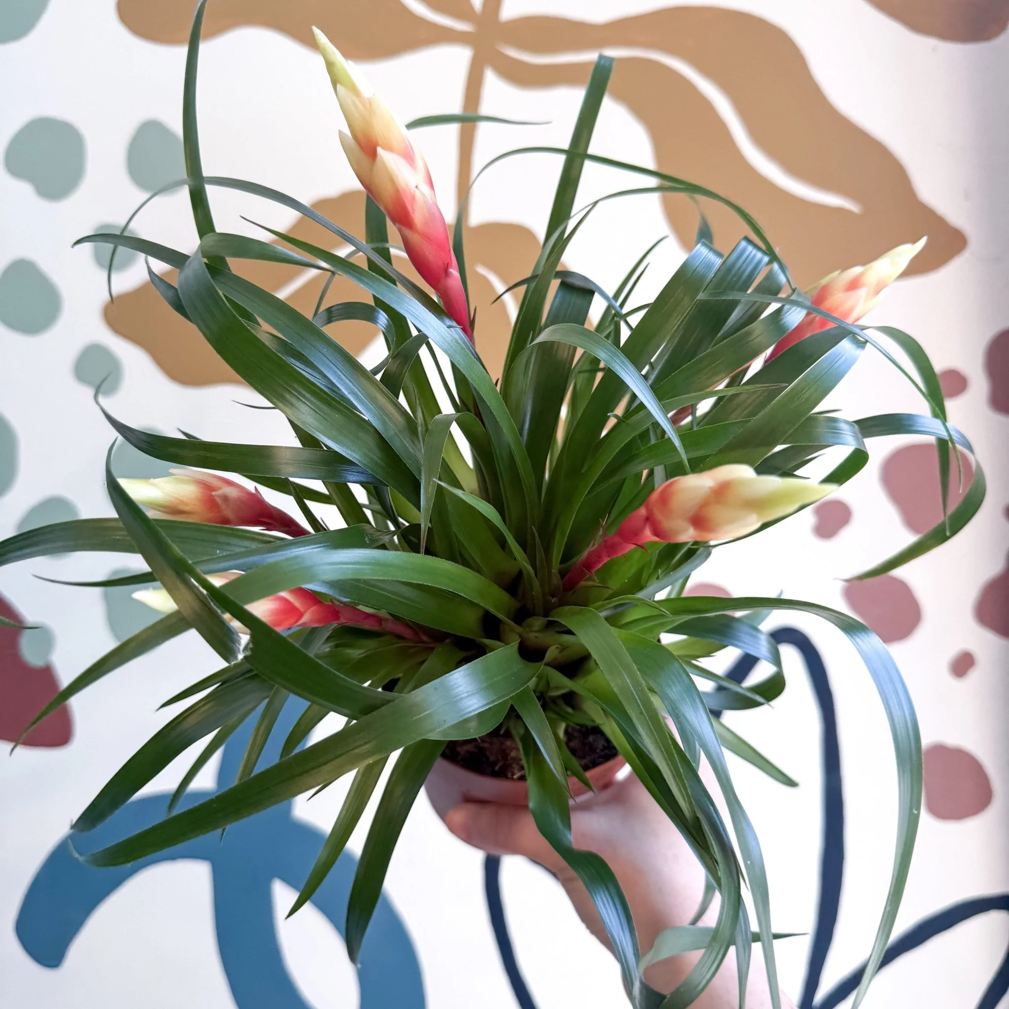 Vriesea 'Shannon' - Flaming Sword Bromeliad - Image 17