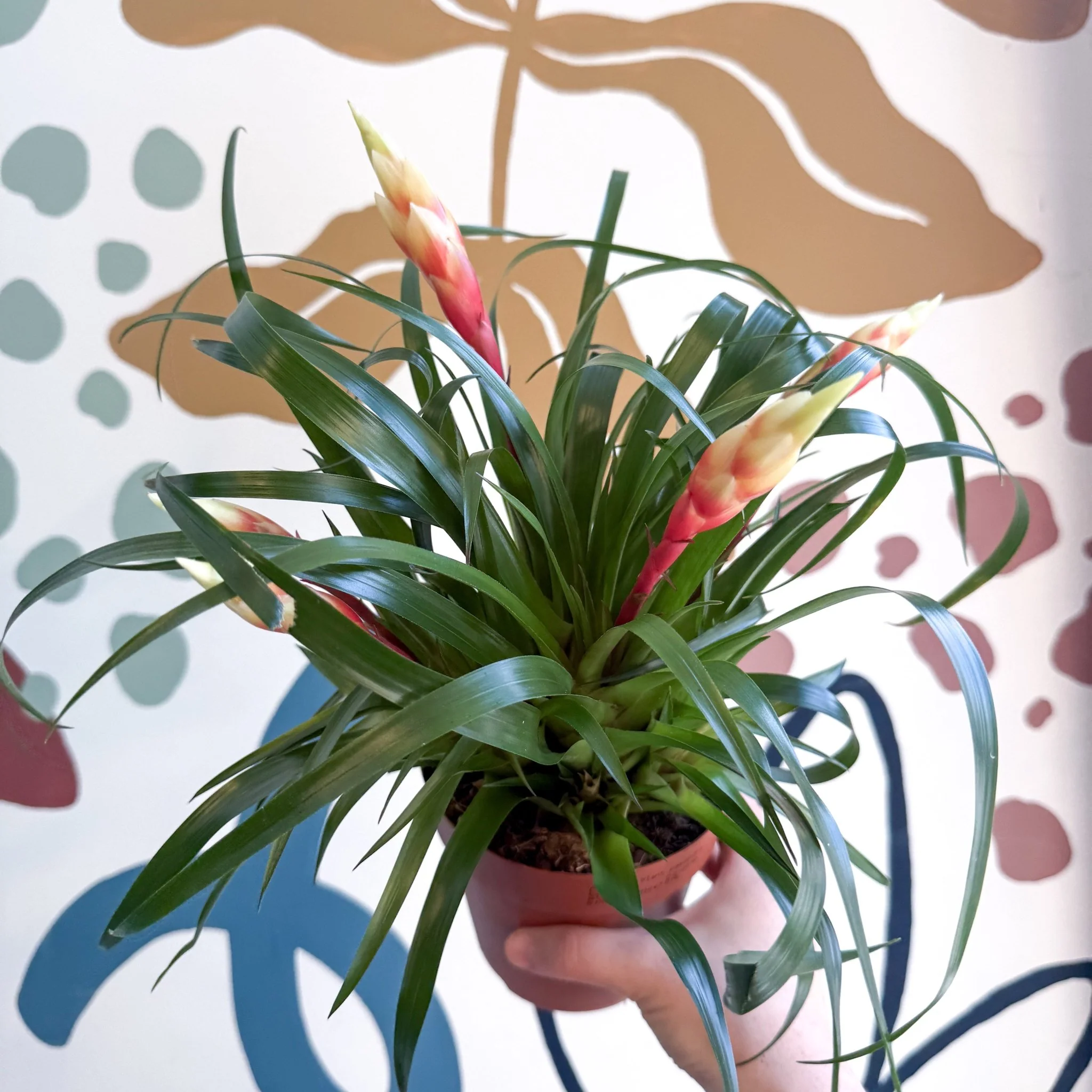Vriesea 'Shannon' - Flaming Sword Bromeliad - Image 18