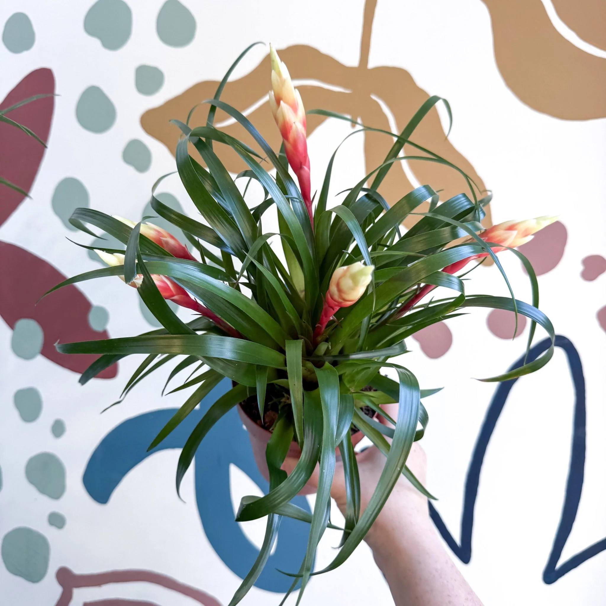 Vriesea 'Shannon' - Flaming Sword Bromeliad - Image 2