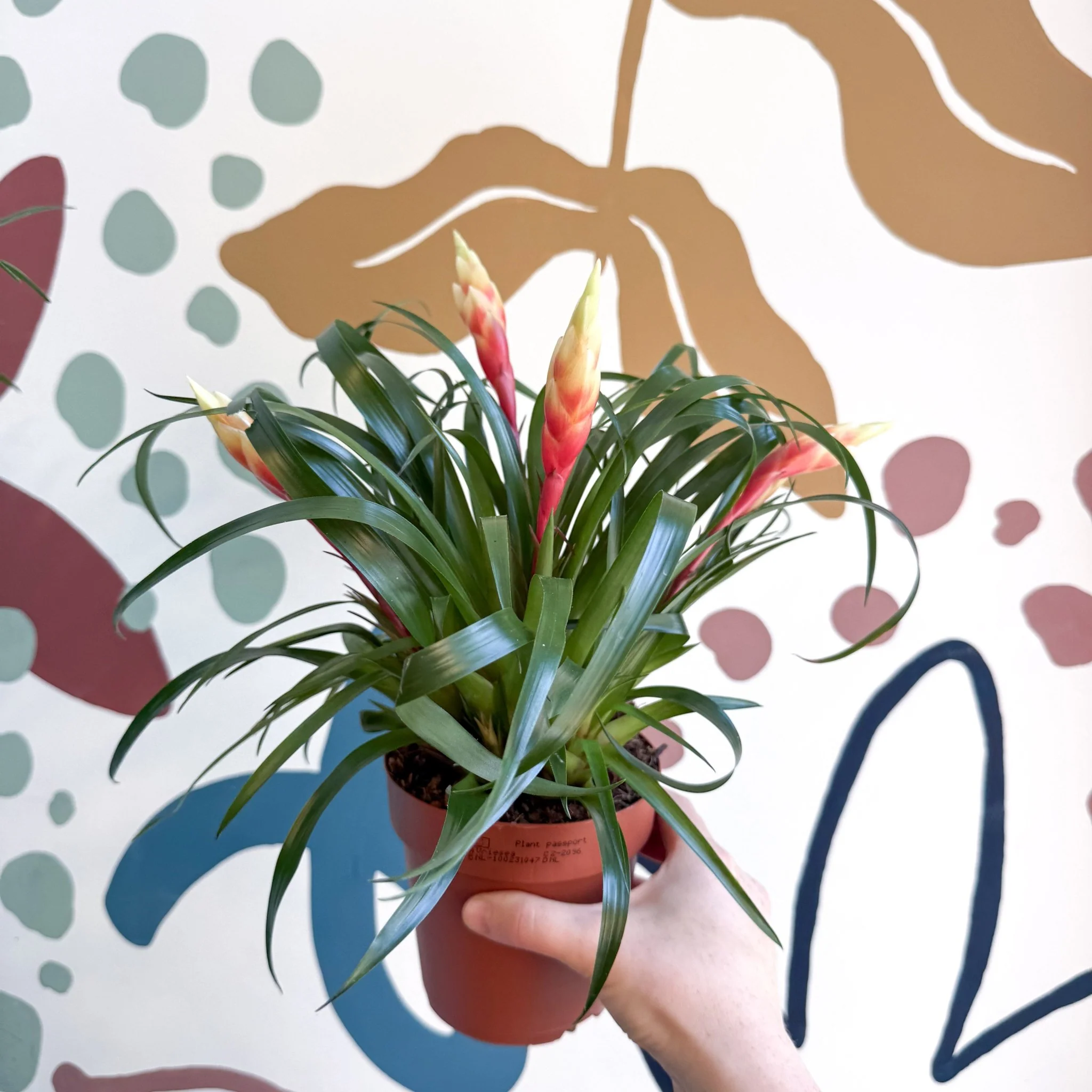 Vriesea 'Shannon' - Flaming Sword Bromeliad - Image 3